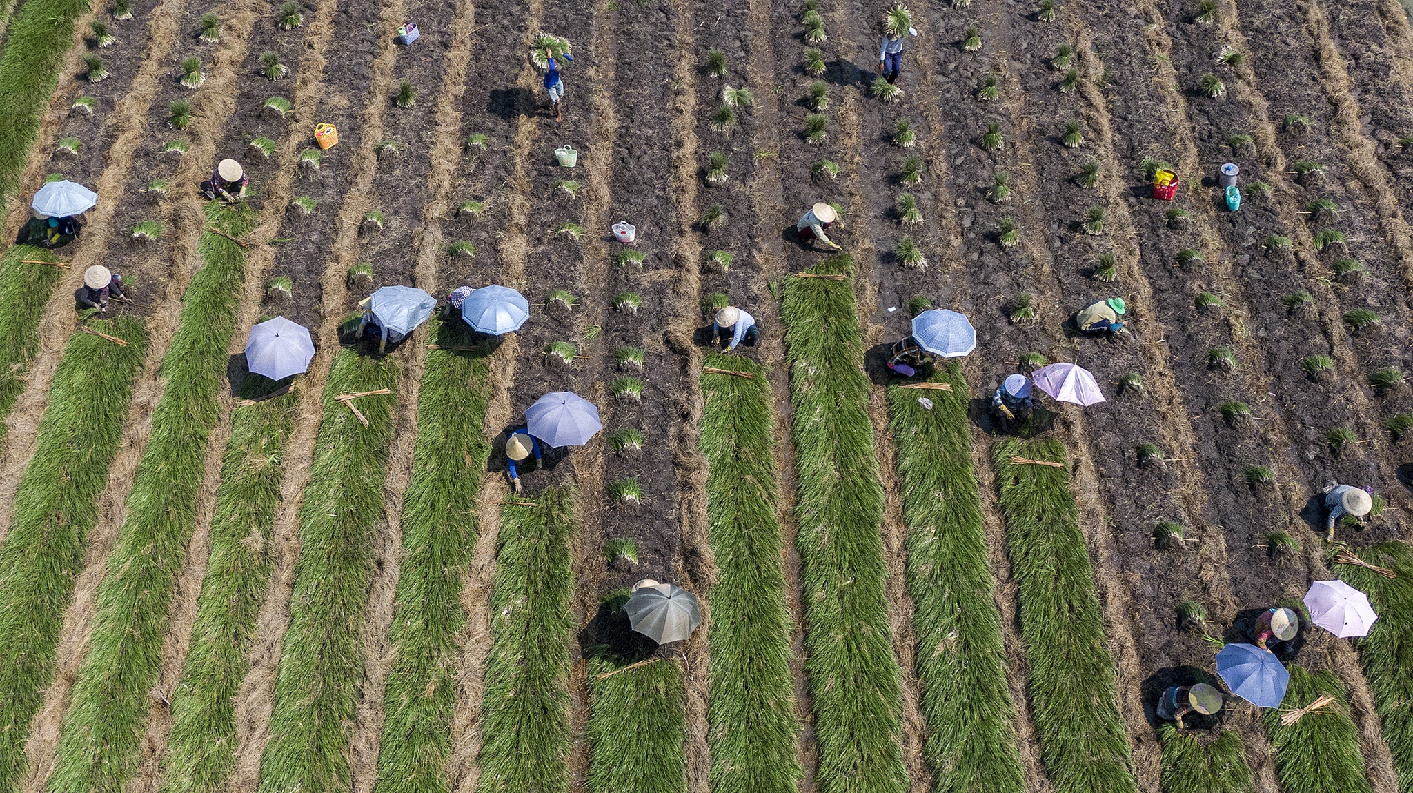 Kieu rot gia,  nong dan mien Tay nong long thu hoach ban thao anh 1