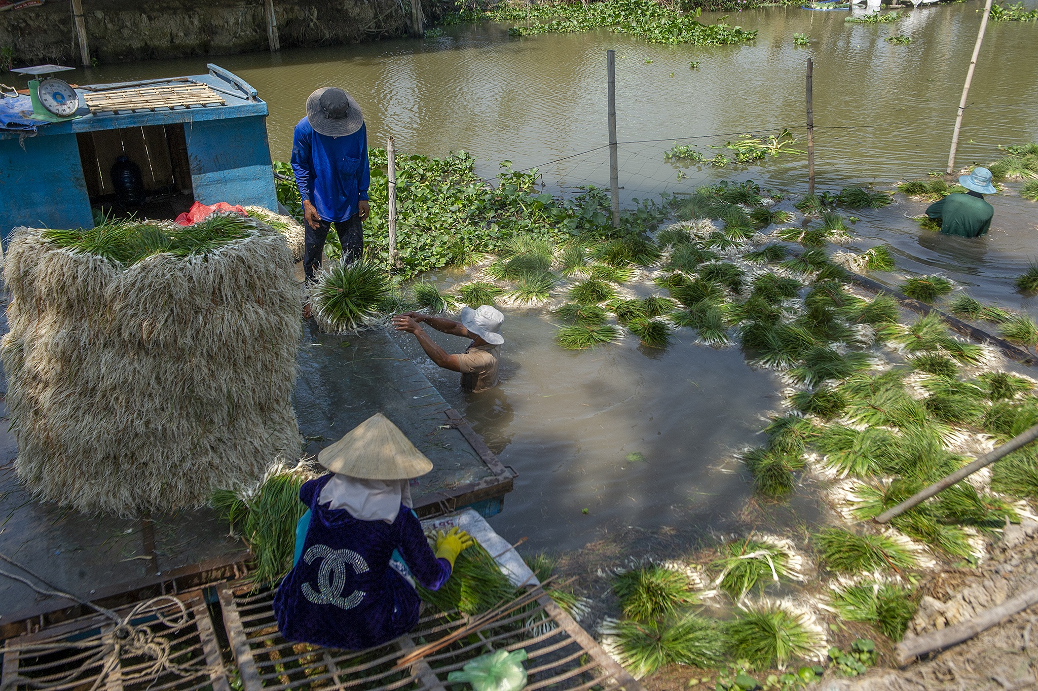 Kieu rot gia,  nong dan mien Tay nong long thu hoach ban thao anh 7