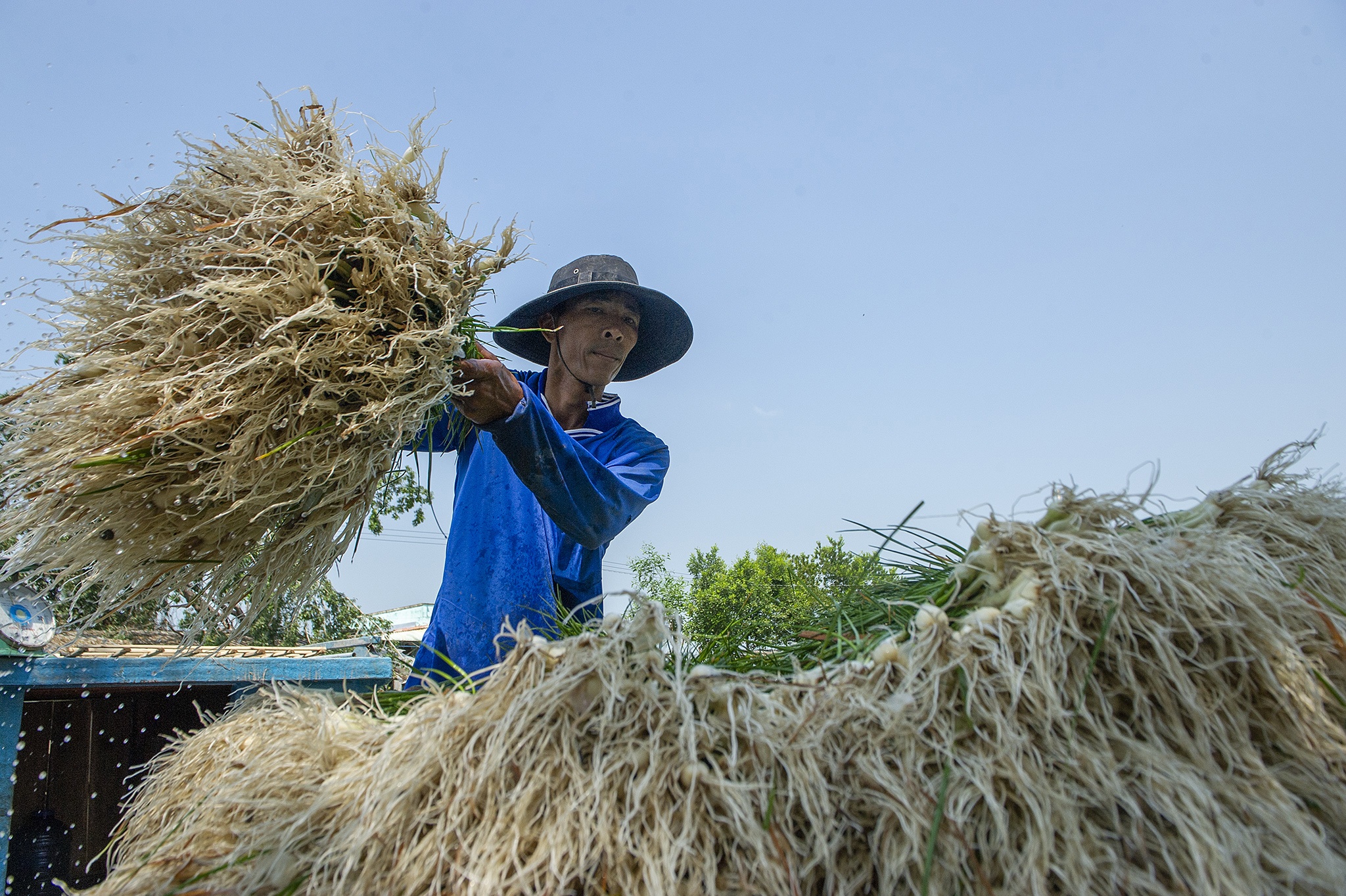 Kieu rot gia,  nong dan mien Tay nong long thu hoach ban thao anh 10