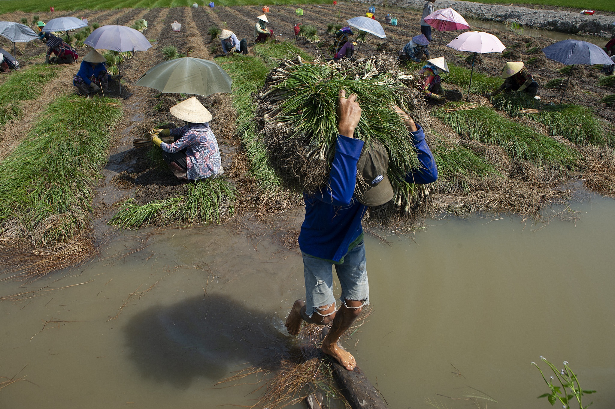 Kieu rot gia,  nong dan mien Tay nong long thu hoach ban thao anh 4