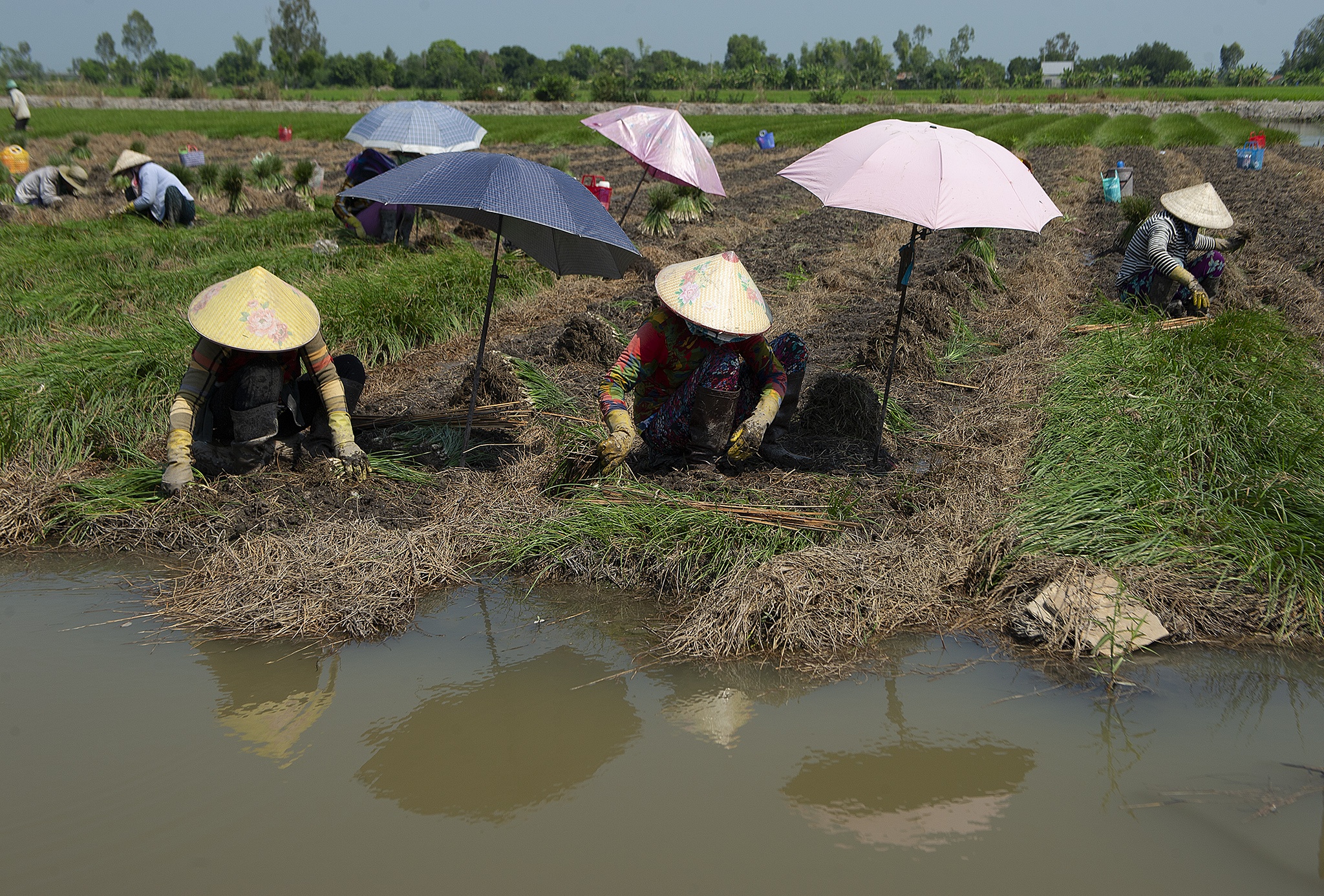 Kieu rot gia,  nong dan mien Tay nong long thu hoach ban thao anh 2