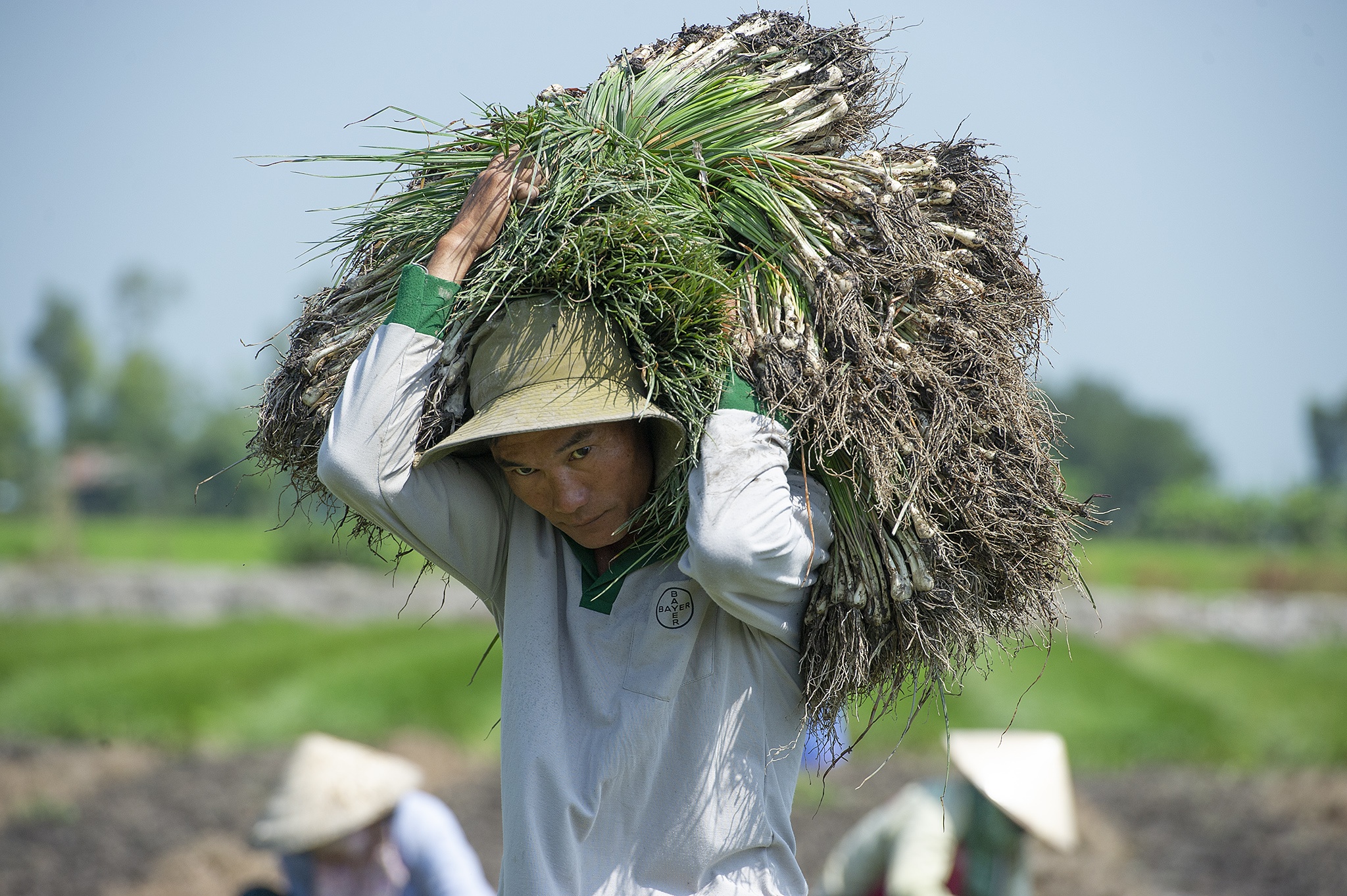 Kieu rot gia,  nong dan mien Tay nong long thu hoach ban thao anh 6