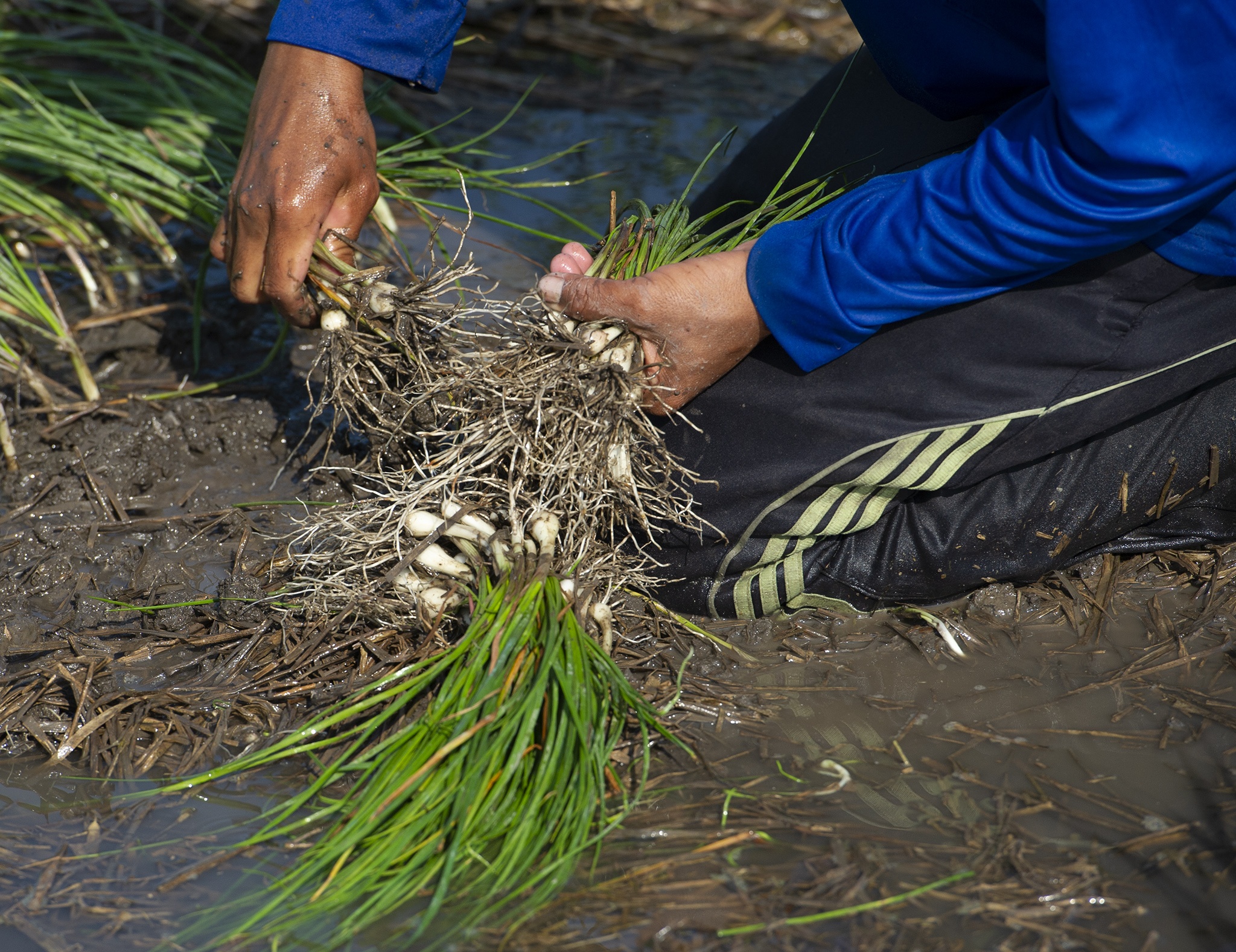 Kieu rot gia,  nong dan mien Tay nong long thu hoach ban thao anh 3