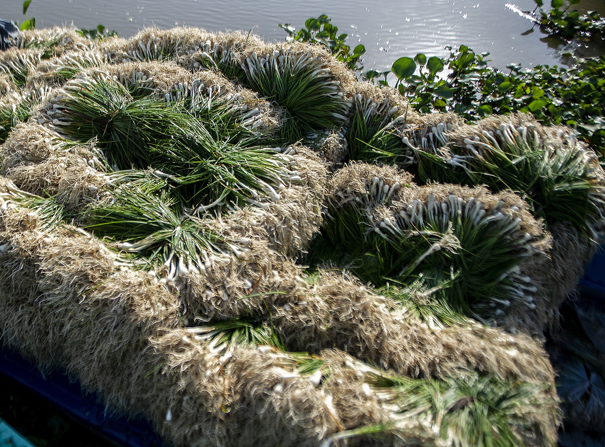 Kieu rot gia,  nong dan mien Tay nong long thu hoach ban thao anh 11