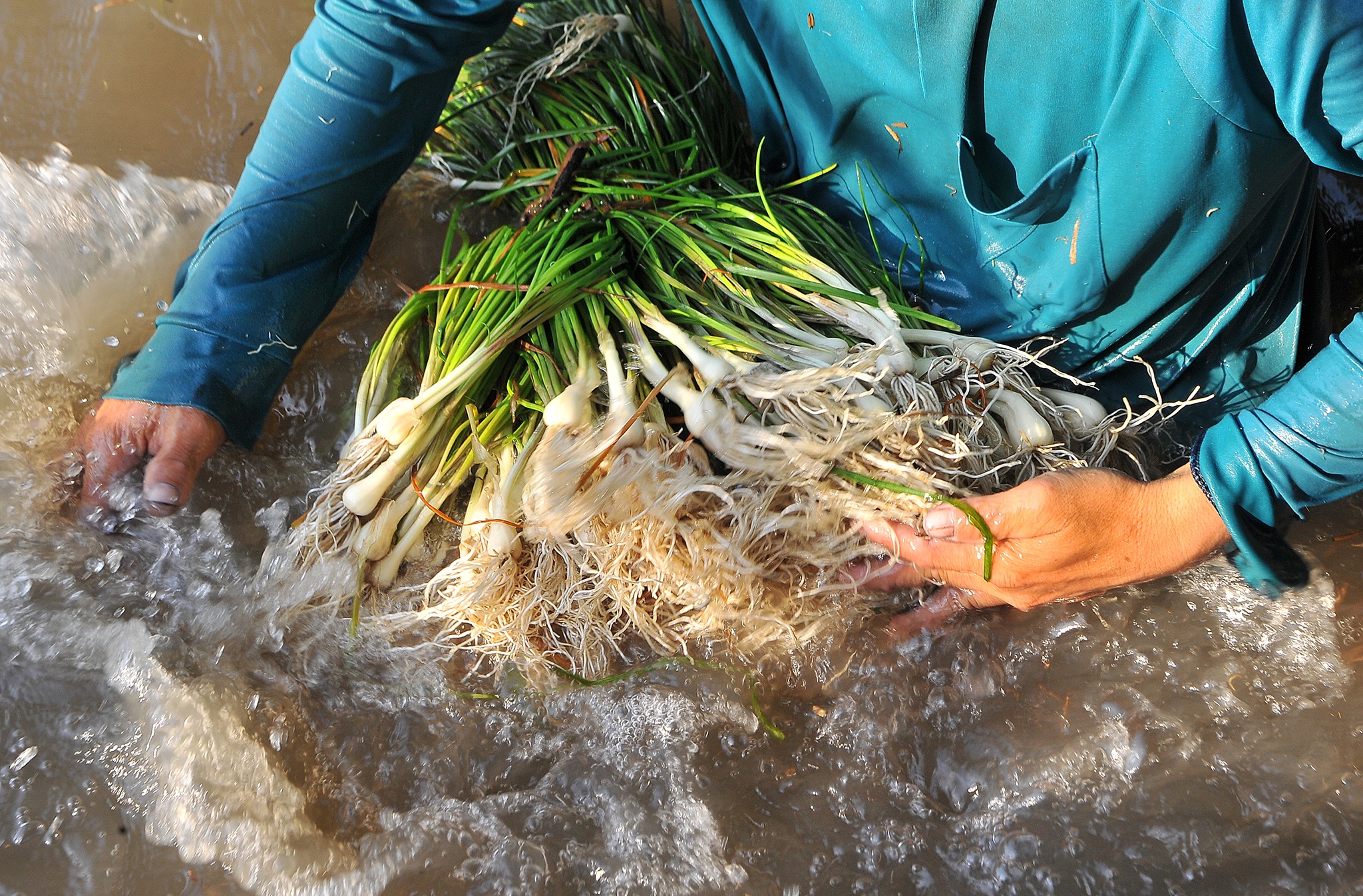 Kieu rot gia,  nong dan mien Tay nong long thu hoach ban thao anh 8