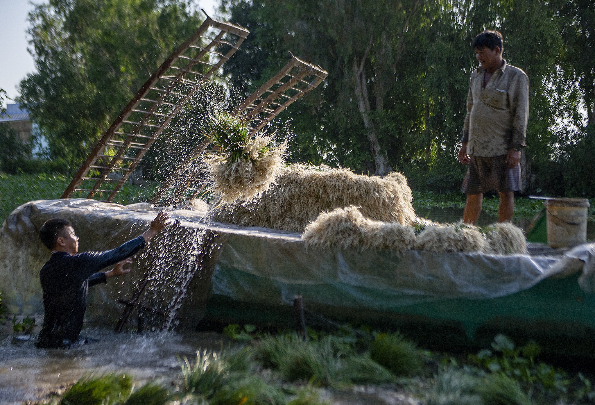 Kieu rot gia,  nong dan mien Tay nong long thu hoach ban thao anh 9