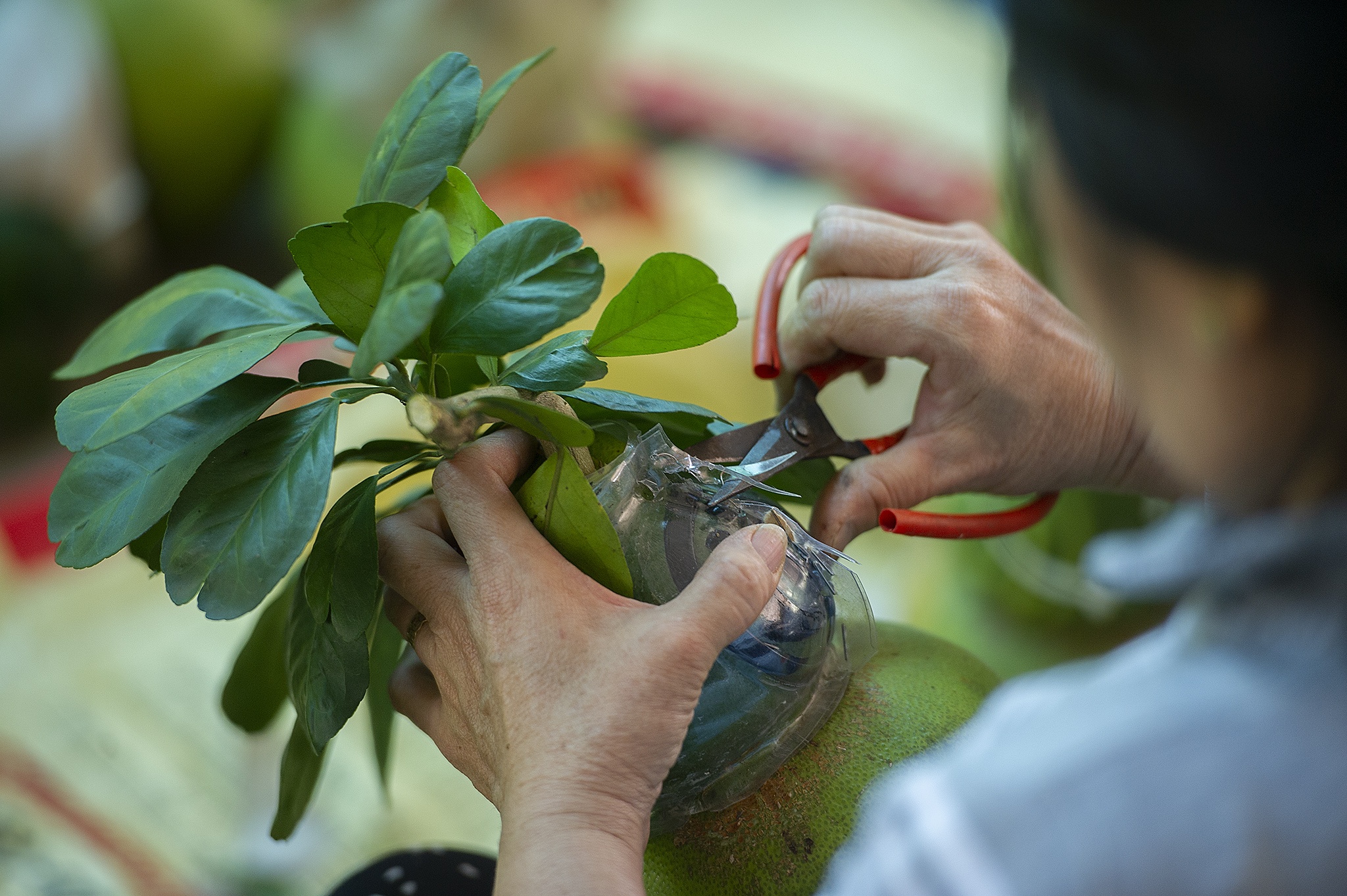 Buoi ho lo chay hang dip Tet o mien Tay anh 5