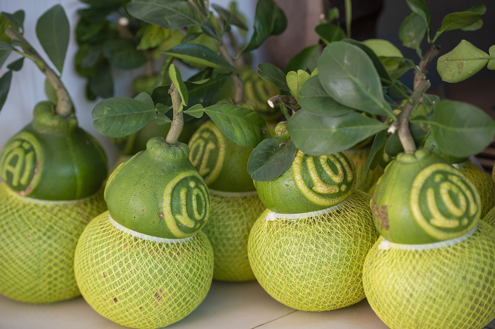 Buoi ho lo chay hang dip Tet o mien Tay anh 7