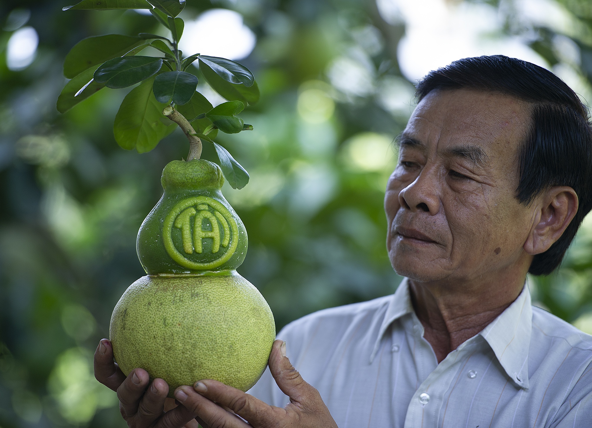 Buoi ho lo gia hon 1 trieu/qua van chay hang o mien Tay hinh anh
