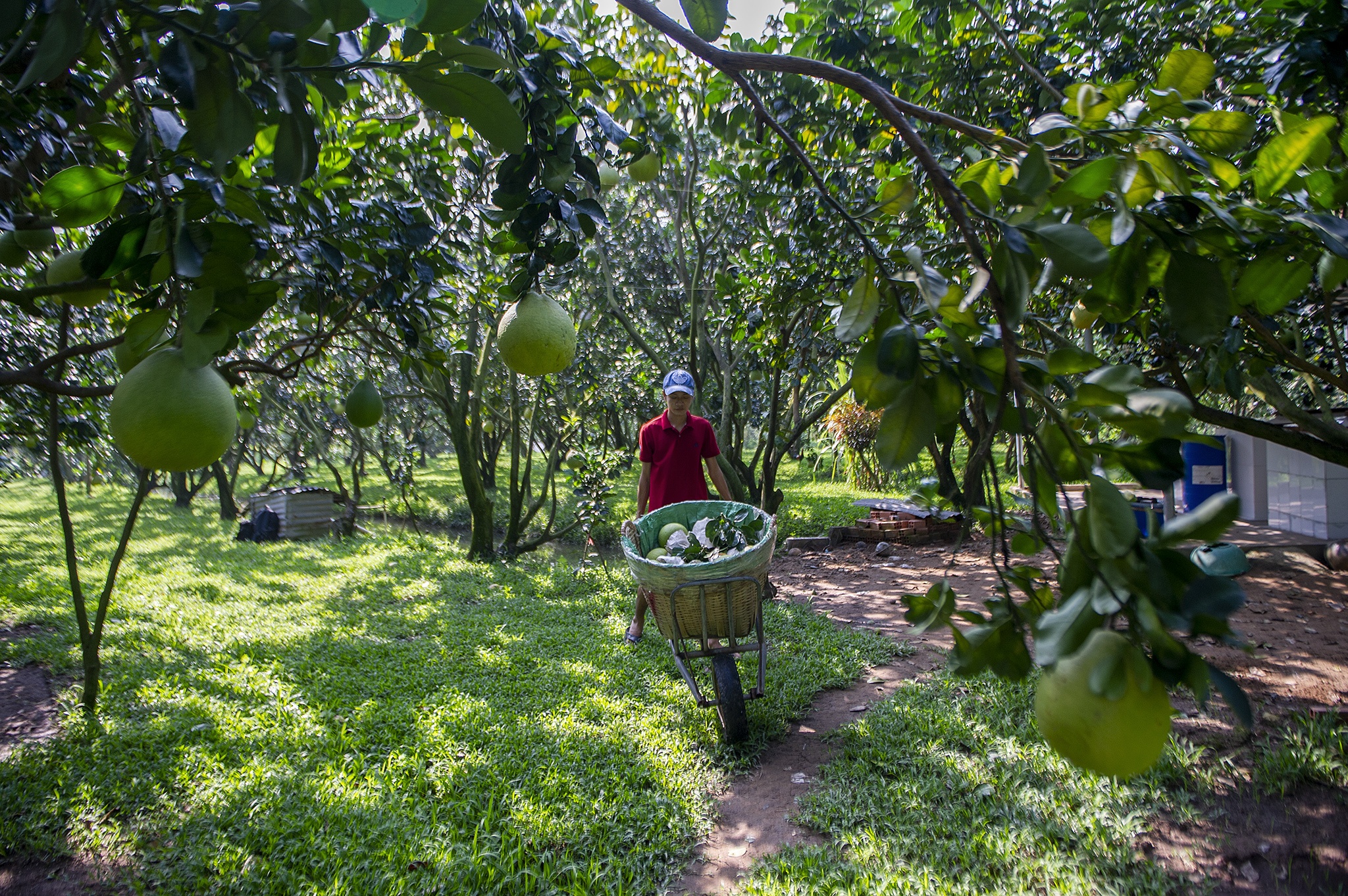 Buoi ho lo chay hang dip Tet o mien Tay anh 3