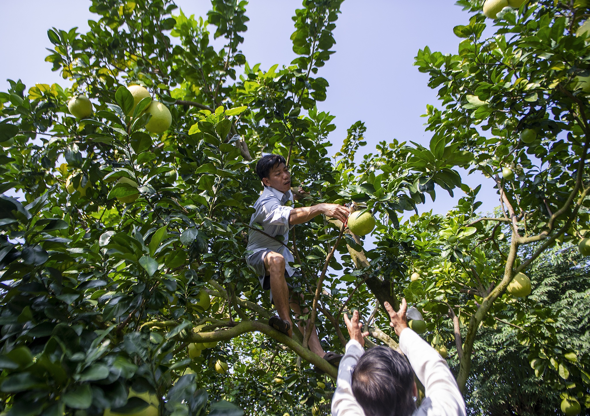 Buoi ho lo chay hang dip Tet o mien Tay anh 1