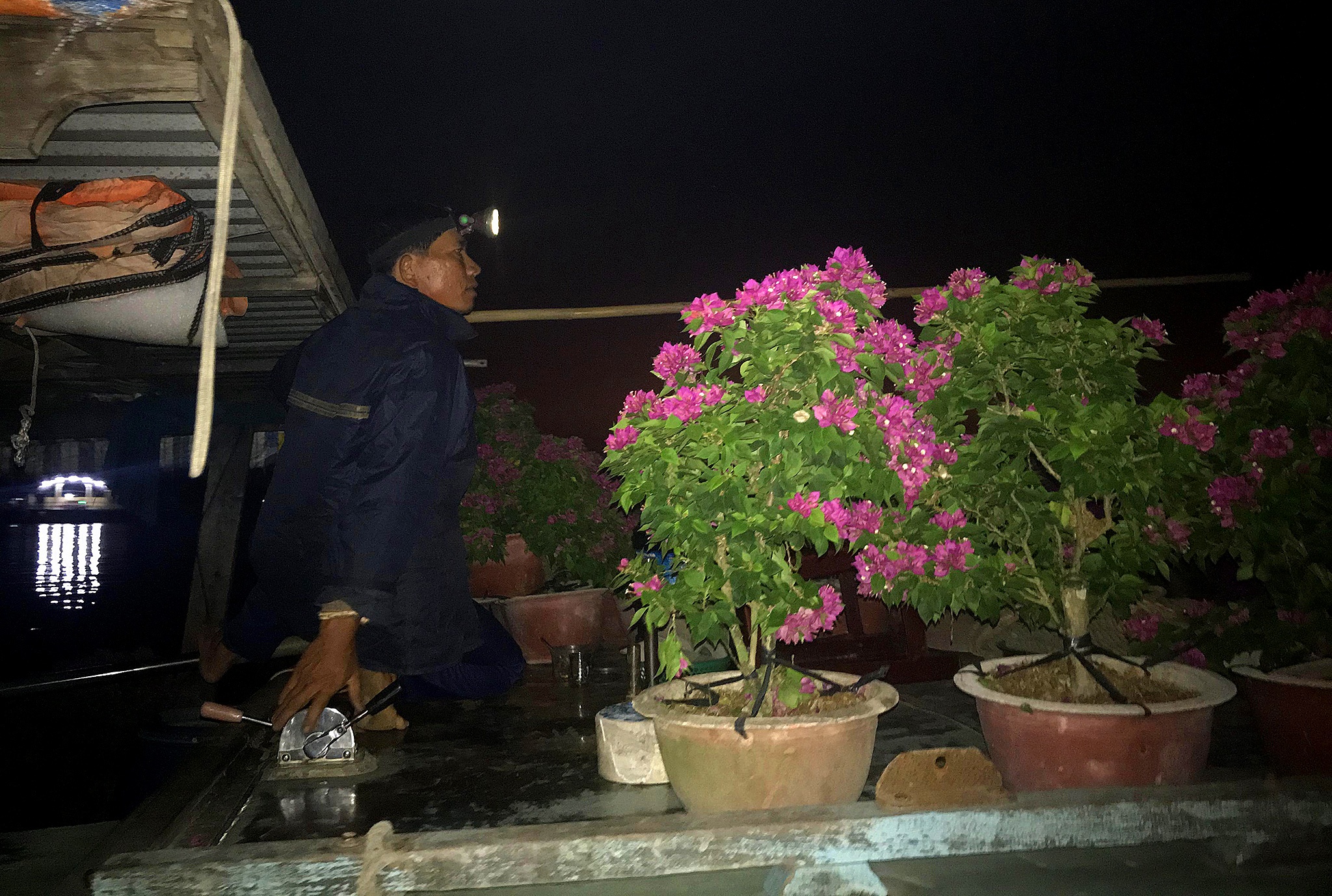 Nông dân trồng hoa miền Tây ảnh 19 Nong dan trong hoa mien Tay anh 19