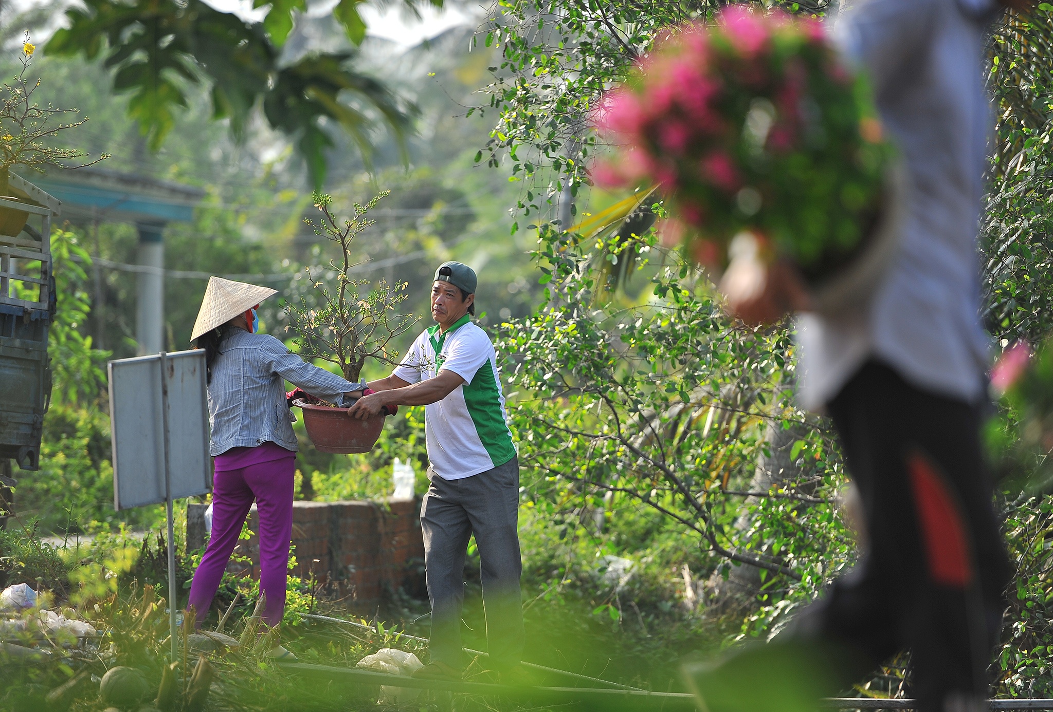 Nông dân trồng hoa miền Tây ảnh 4 Nong dan trong hoa mien Tay anh 4