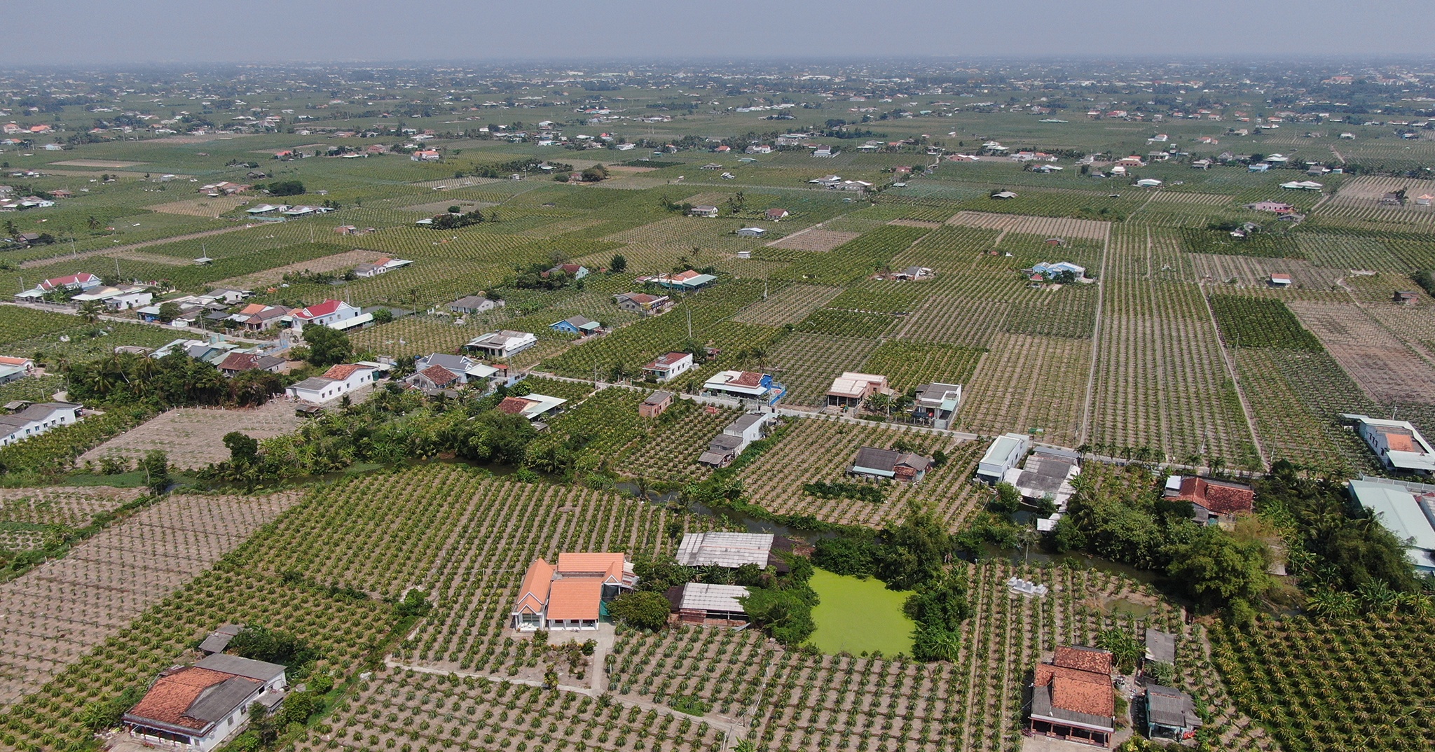 Dai dich corona khien nguoi trong thanh long mien Tay dieu dung anh 10