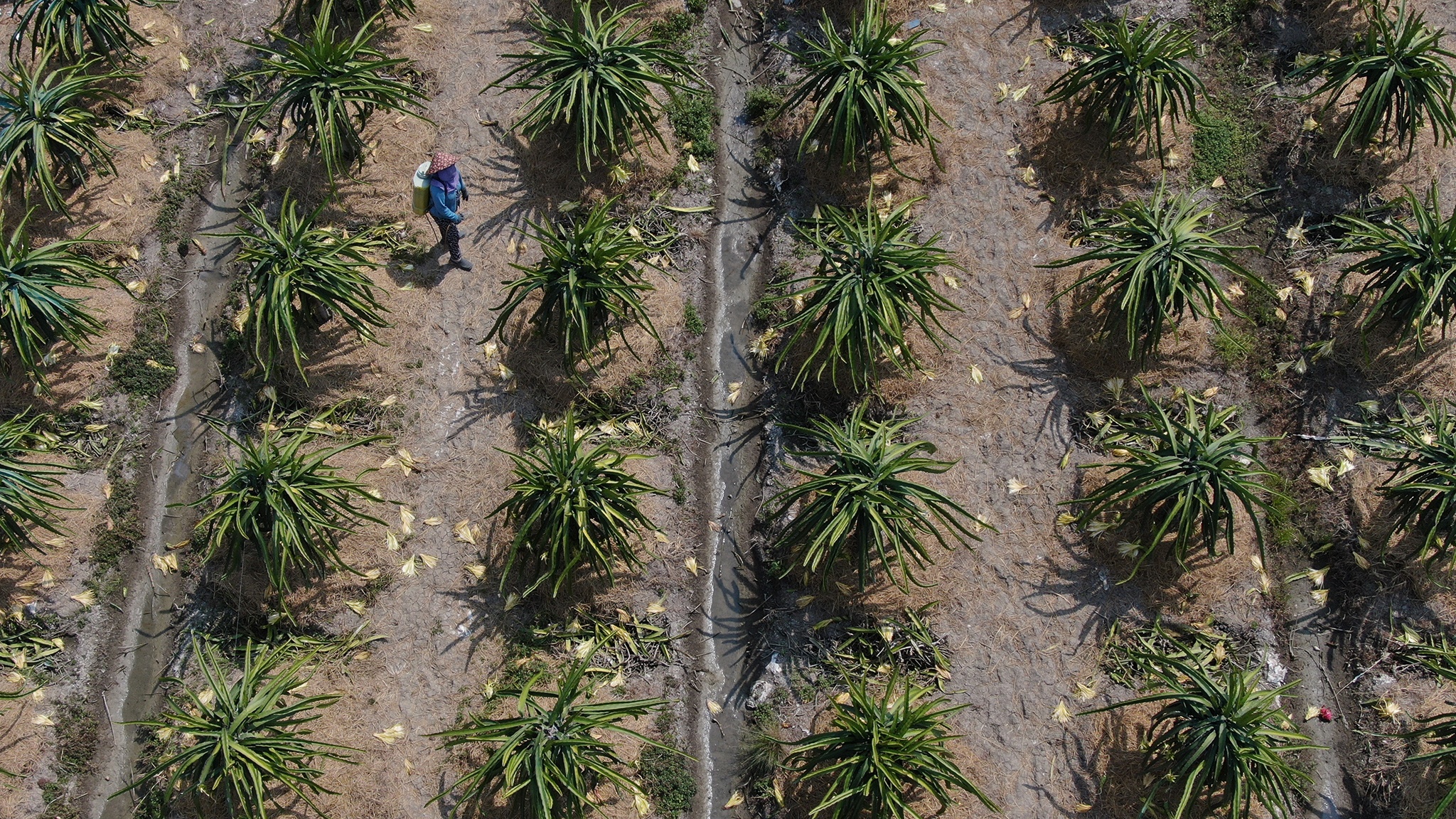 Dai dich corona khien nguoi trong thanh long mien Tay dieu dung anh 4