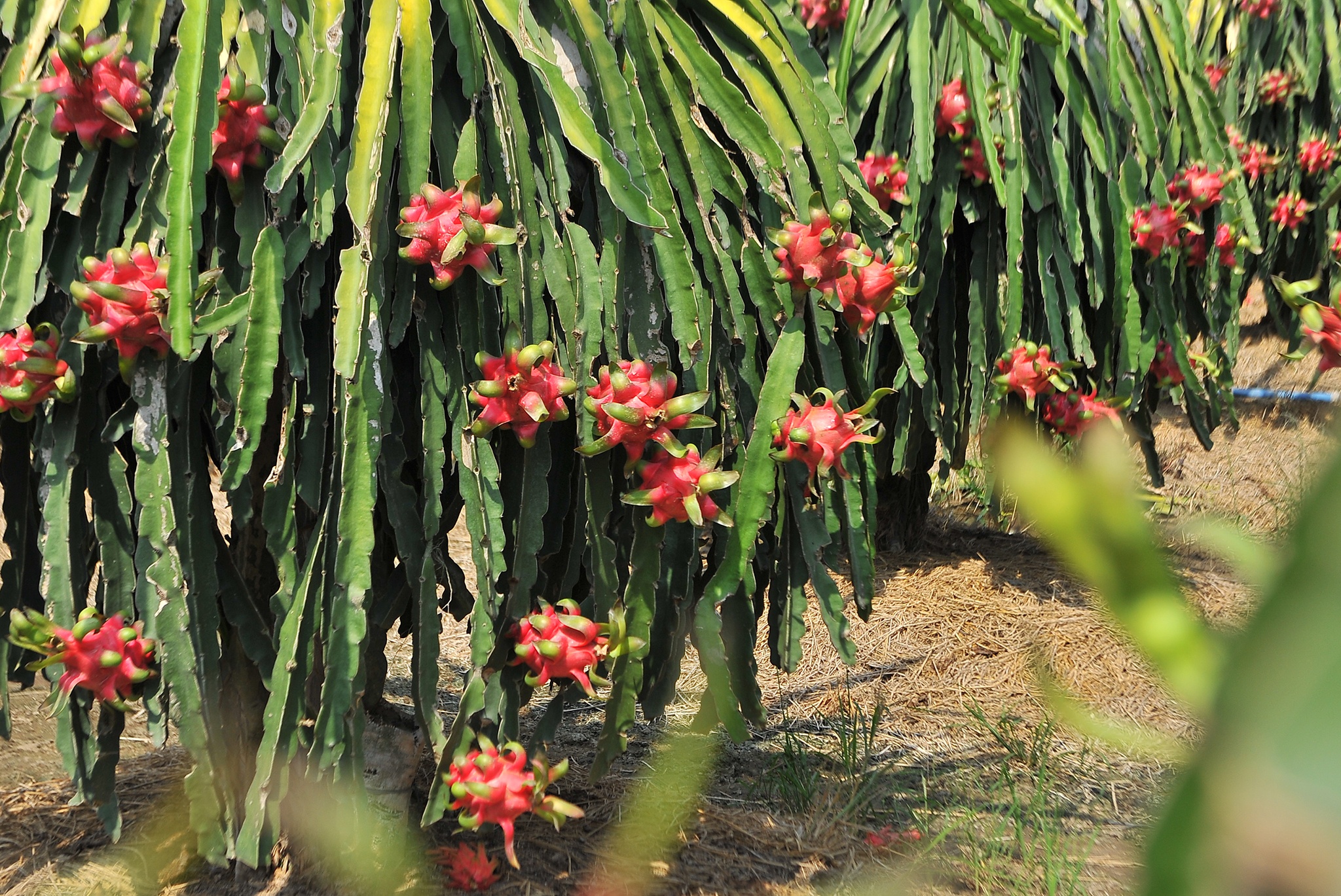 Dai dich corona khien nguoi trong thanh long mien Tay dieu dung anh 2