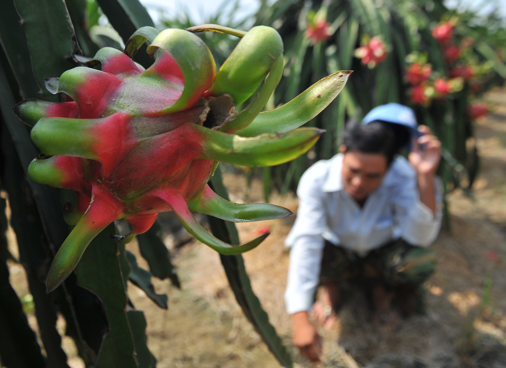 Thanh long mien Tay rot gia, con 4.000 dong/kg hinh anh