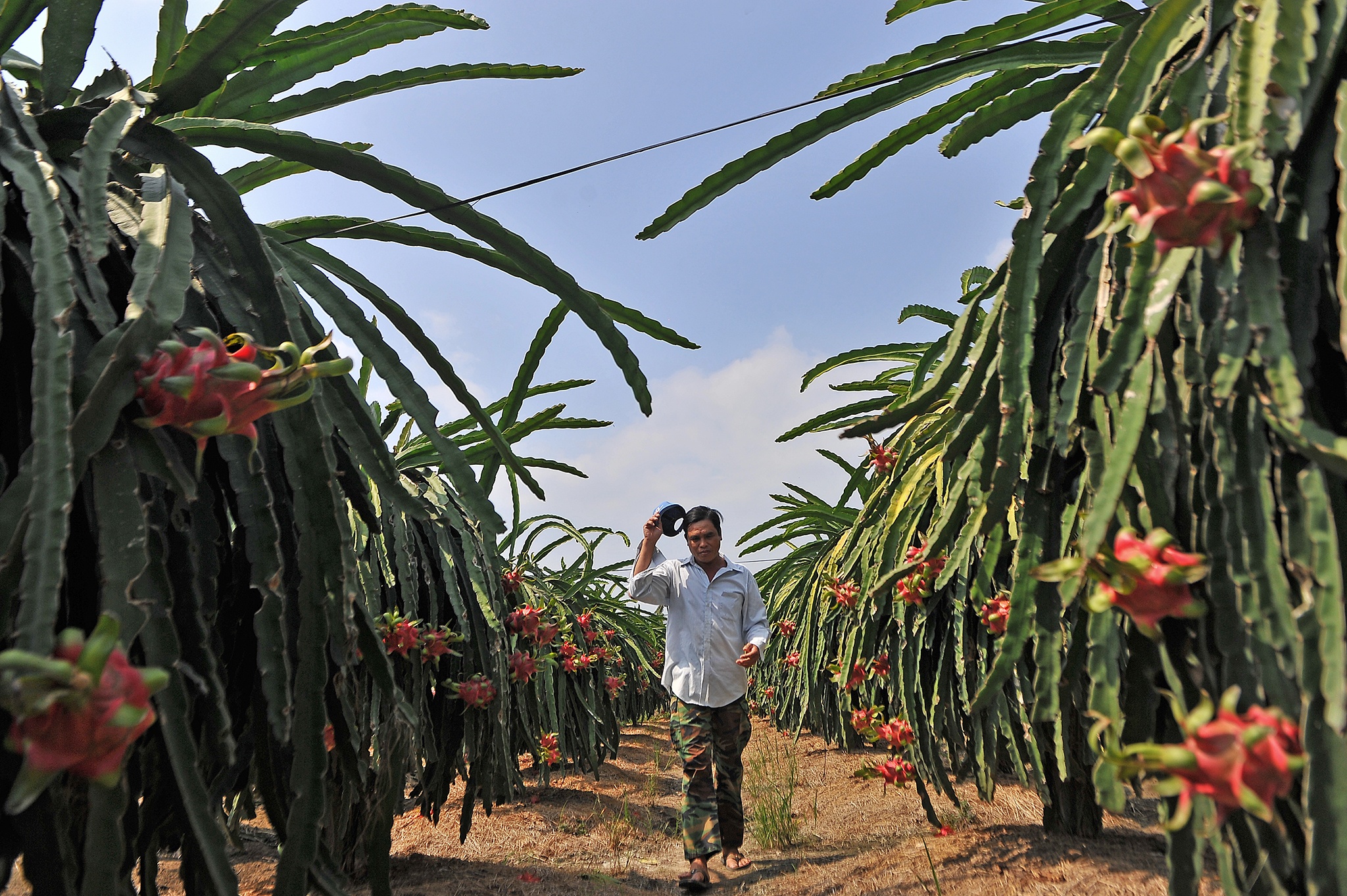 Lay mau xet nghiem nCoV cho hoa qua truoc khi xuat khau anh 1