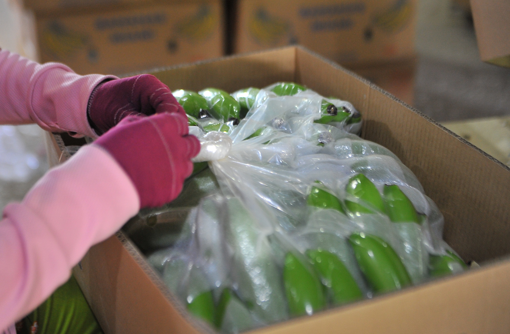 Xuat khau chuoi sang Trung Quoc anh 8