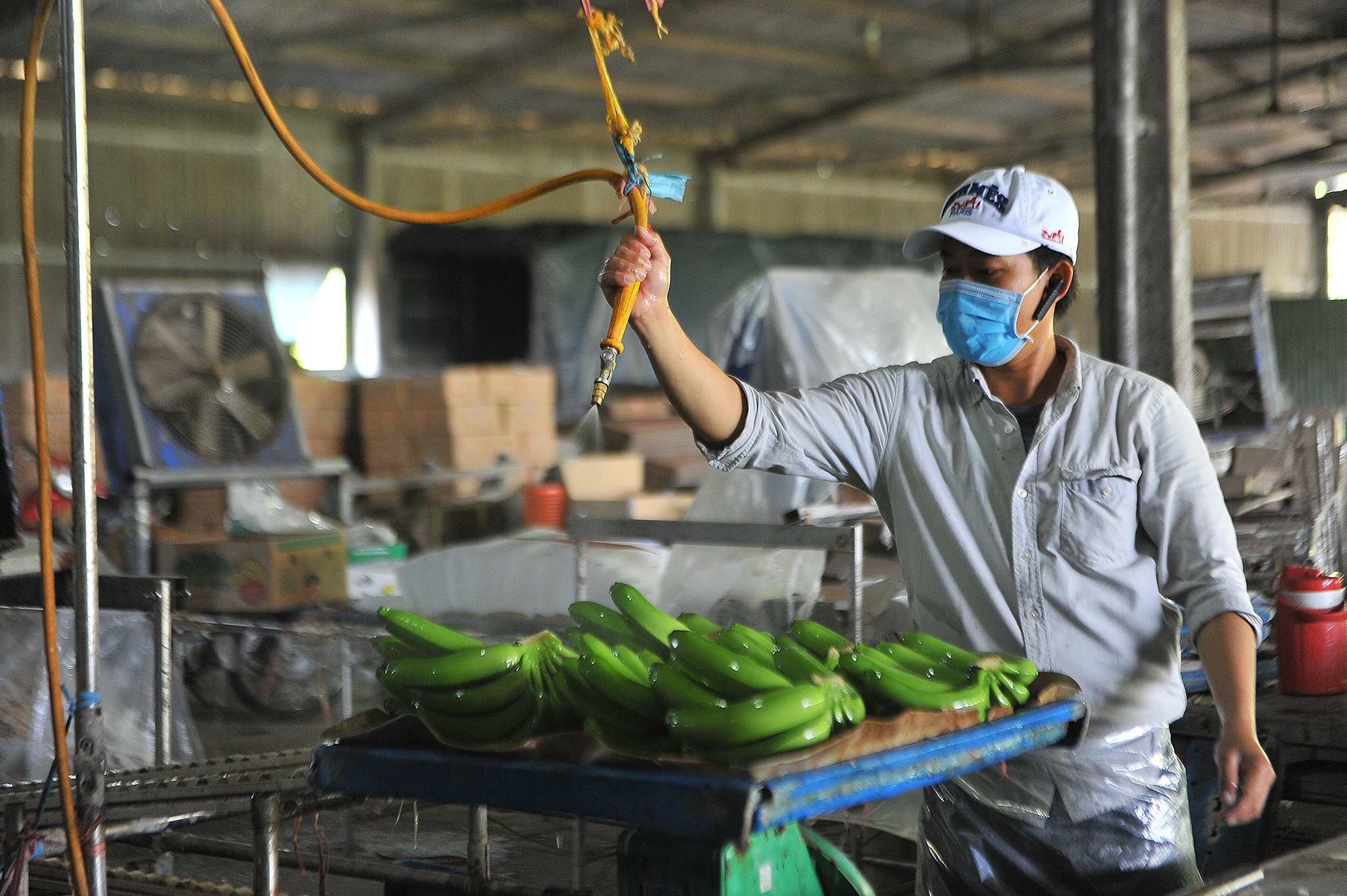 Xuat khau chuoi sang Trung Quoc anh 6