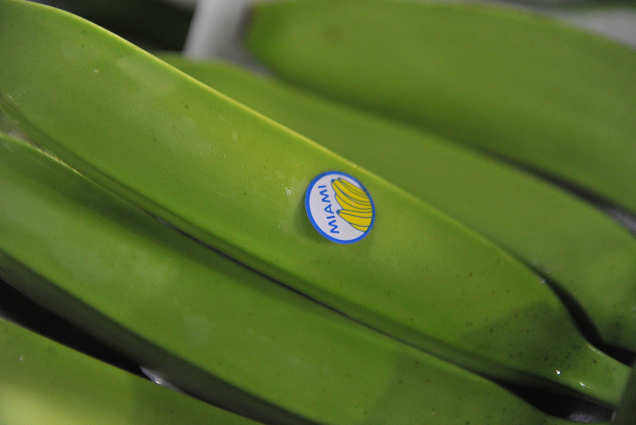 Xuat khau chuoi sang Trung Quoc anh 7