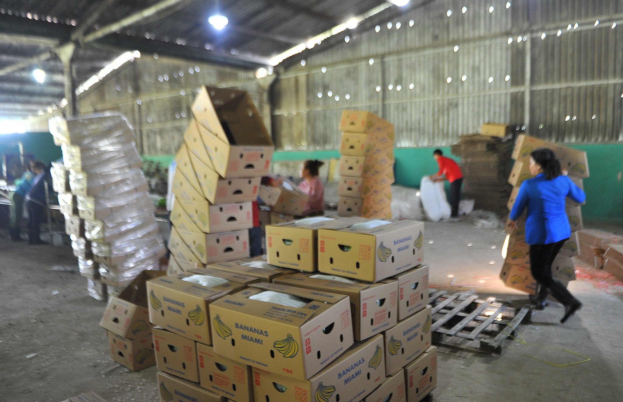 Xuat khau chuoi sang Trung Quoc anh 9