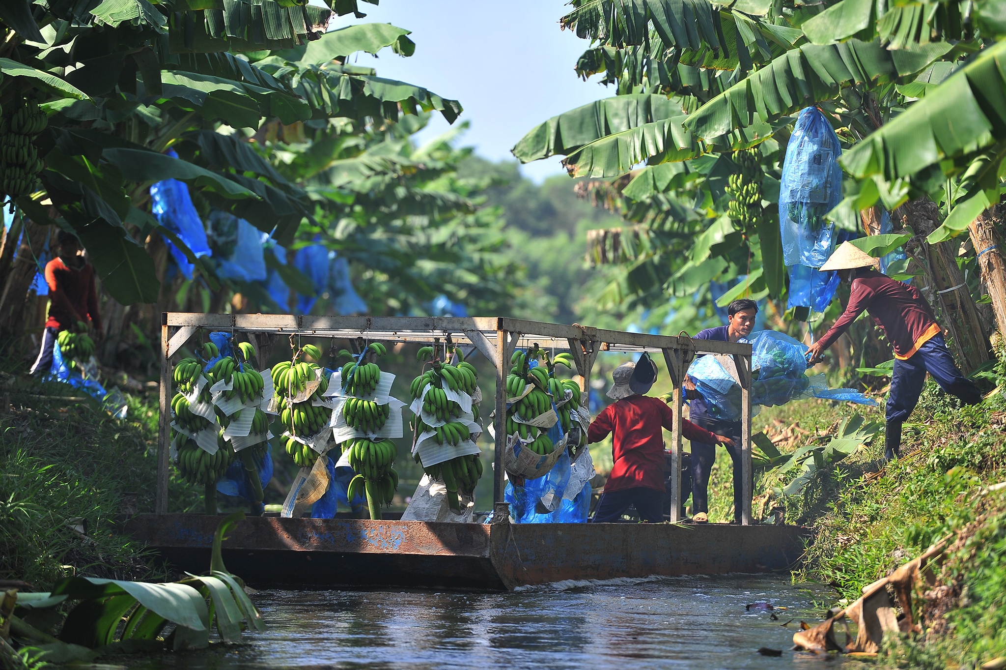 Xuat khau chuoi sang Trung Quoc anh 2
