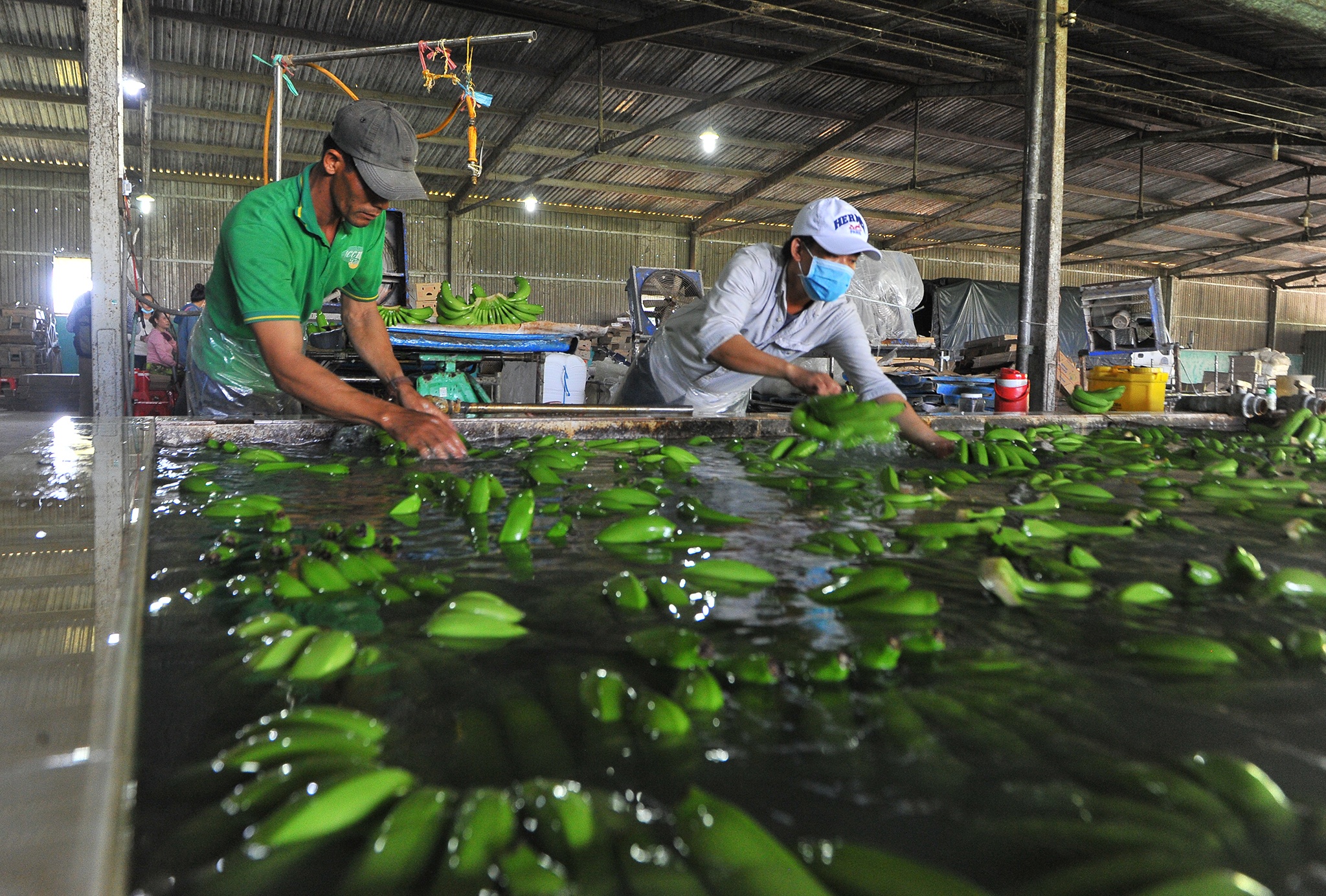 Xuat khau chuoi sang Trung Quoc anh 4