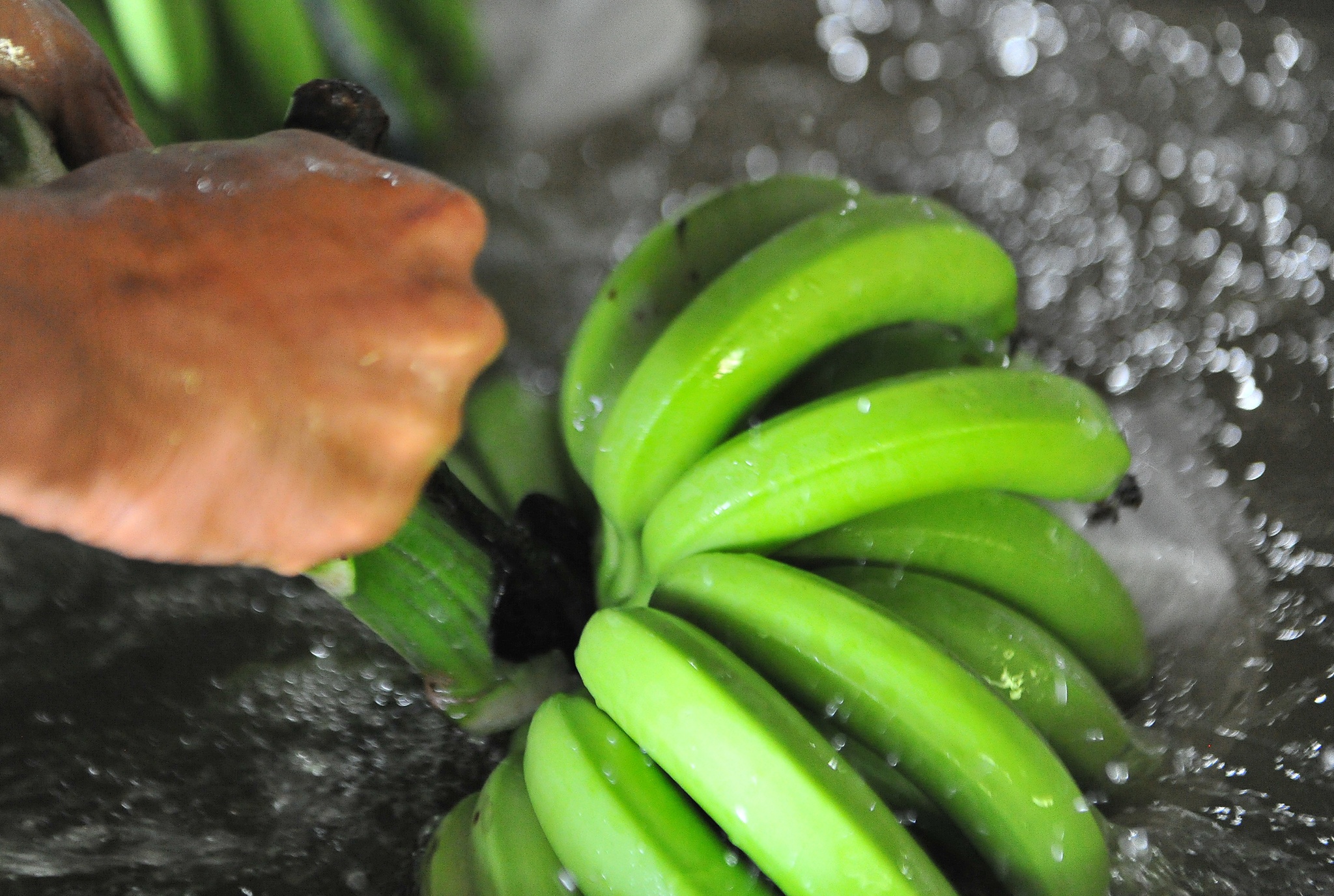 Xuat khau chuoi sang Trung Quoc anh 5