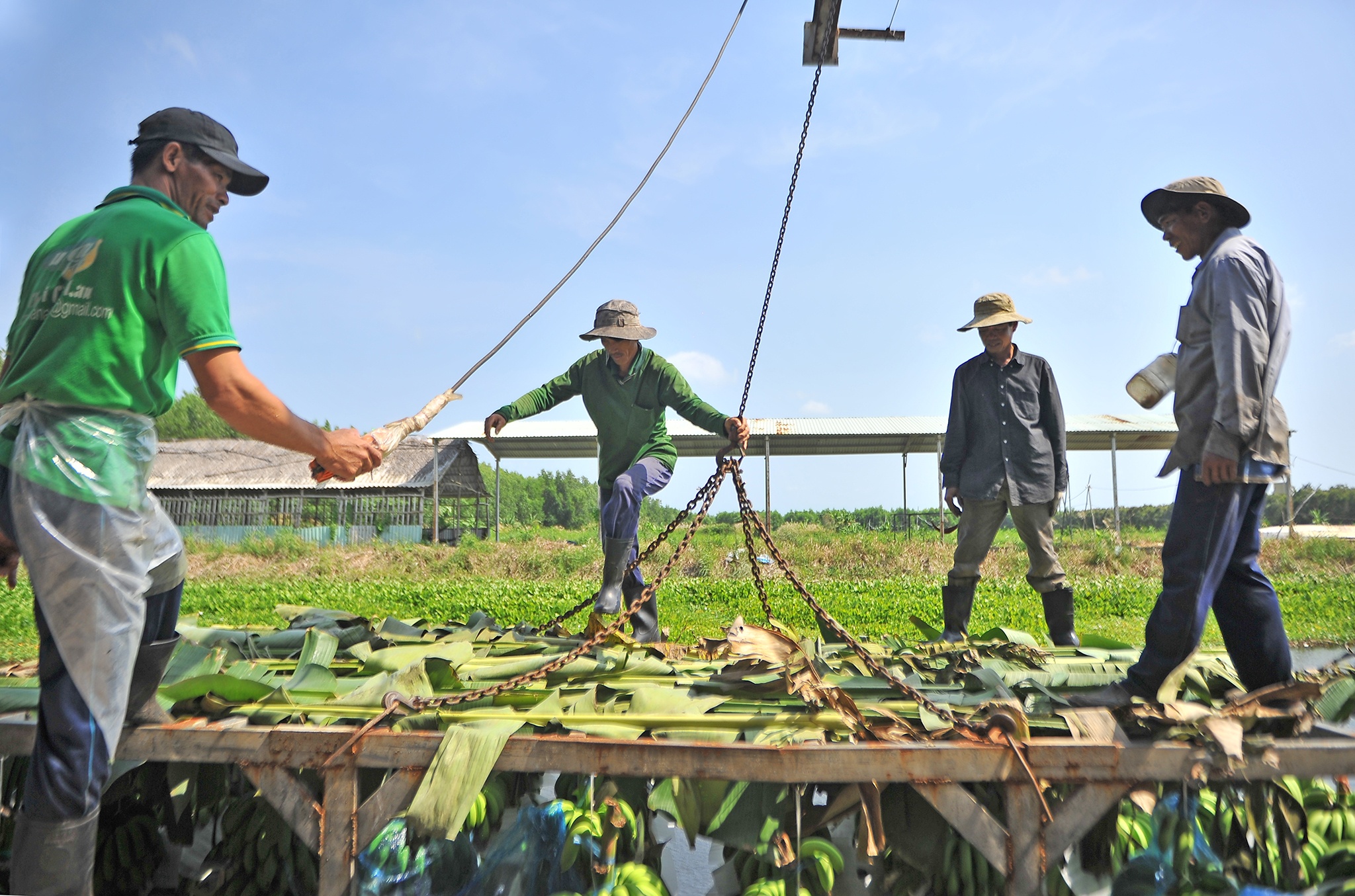 Xuat khau chuoi sang Trung Quoc anh 3