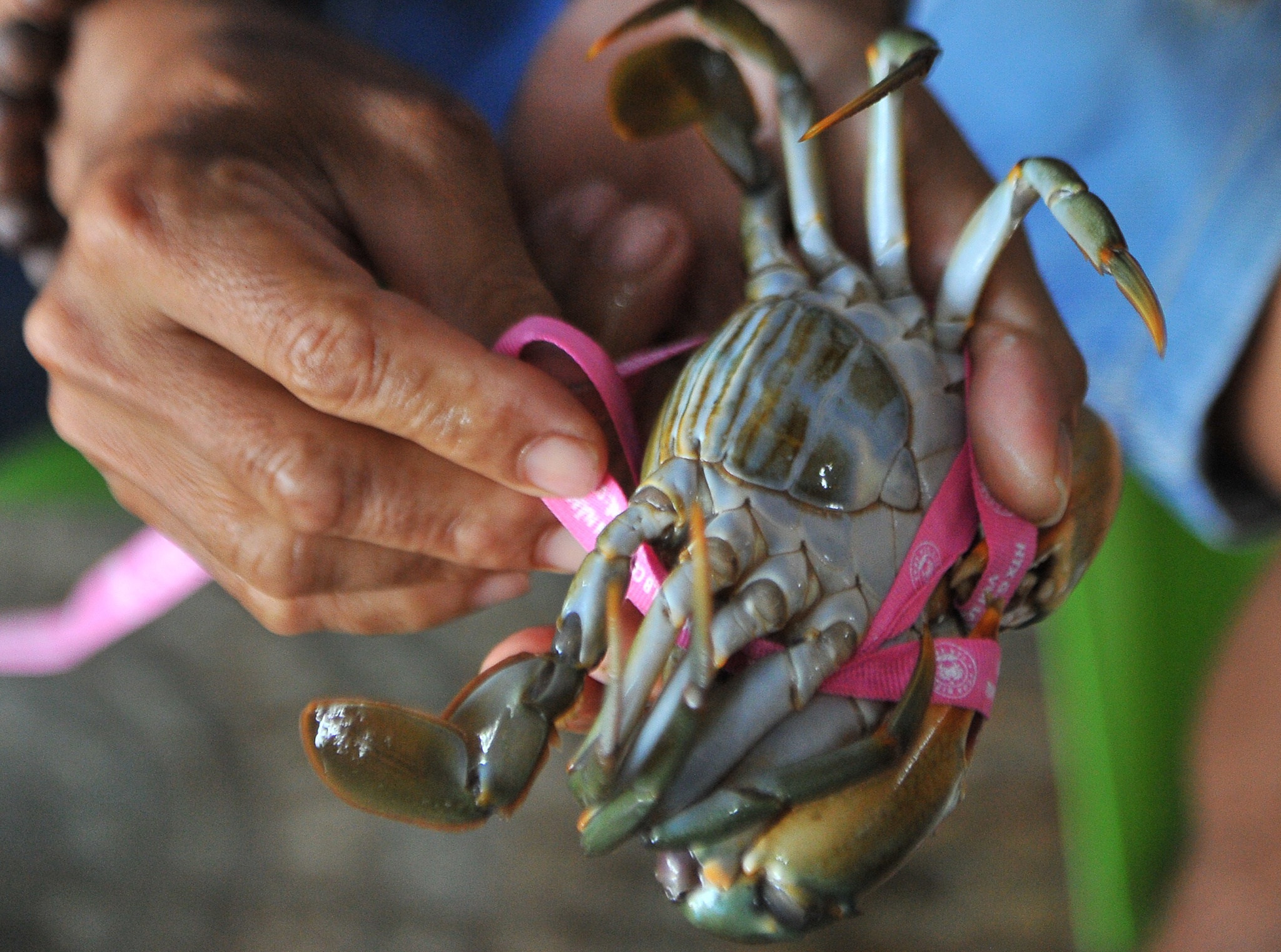 Cua Nam Can noi tieng mien Tay rot gia, nguoi nuoi tim moi noi dia hinh anh