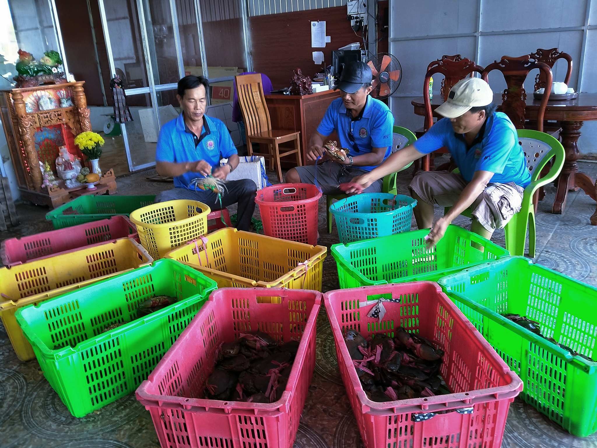 corona,  xuat khau cua,  cua rot gia,  gia cua,  thi truong cua noi dia,  ung pho cua rot gia anh 1