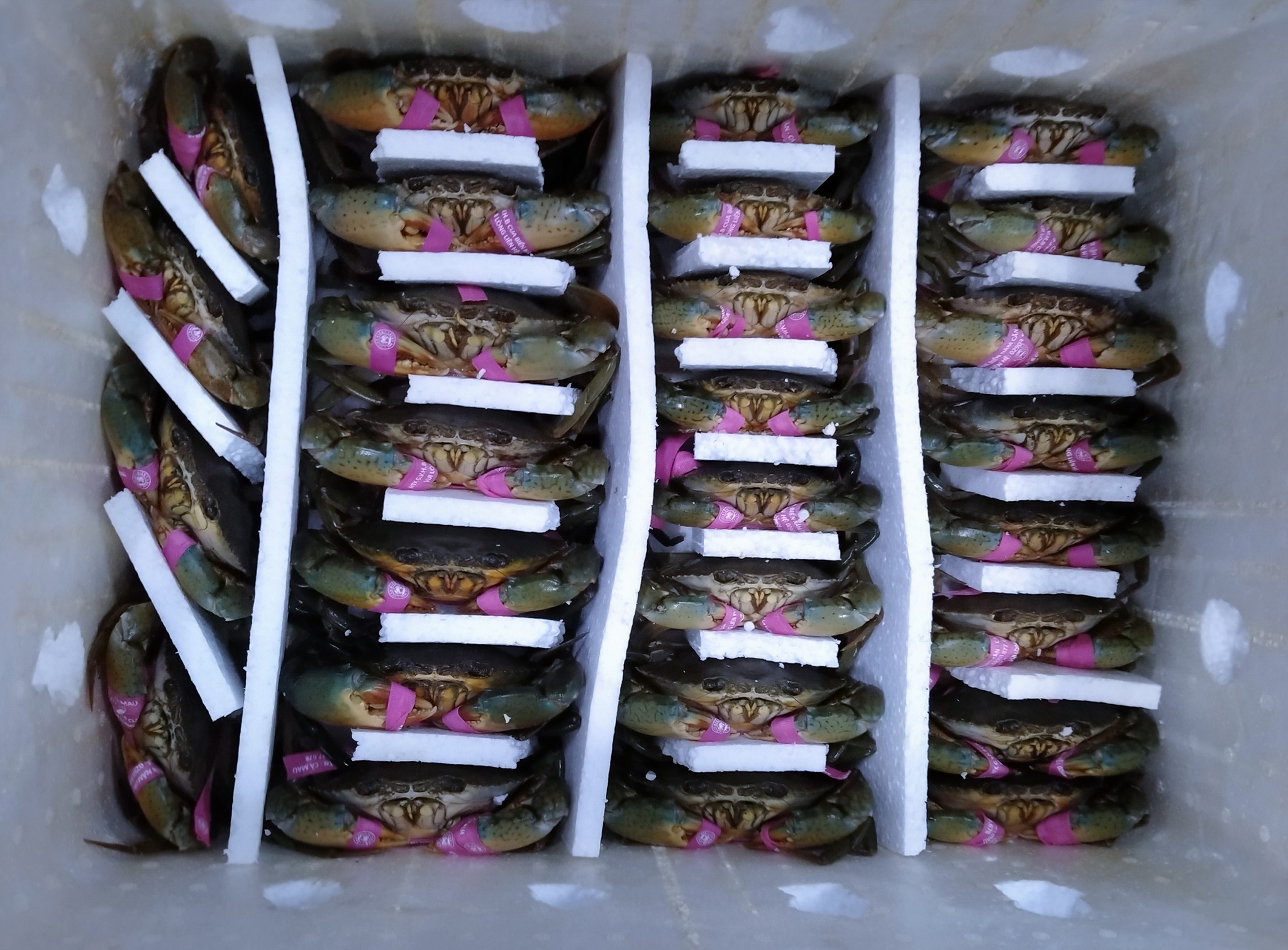 corona,  xuat khau cua,  cua rot gia,  gia cua,  thi truong cua noi dia,  ung pho cua rot gia anh 2