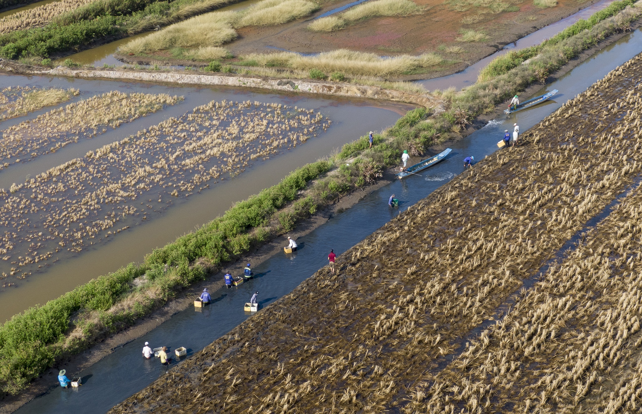 Nuoi tom mien Tay lai tram trieu,  thu hoach tom cang,  gia tom cang mien Tay anh 9