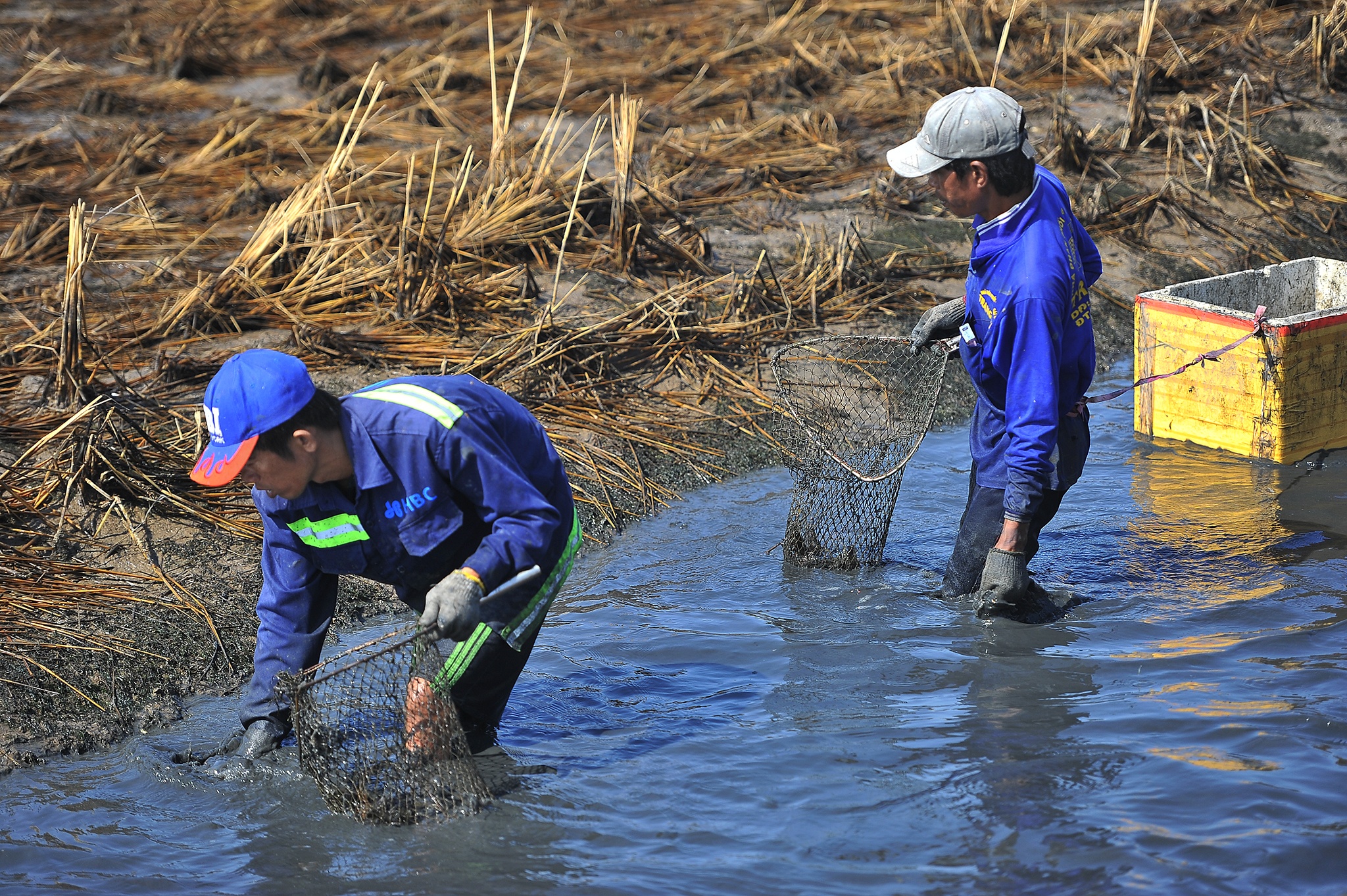 Nuoi tom mien Tay lai tram trieu,  thu hoach tom cang,  gia tom cang mien Tay anh 2
