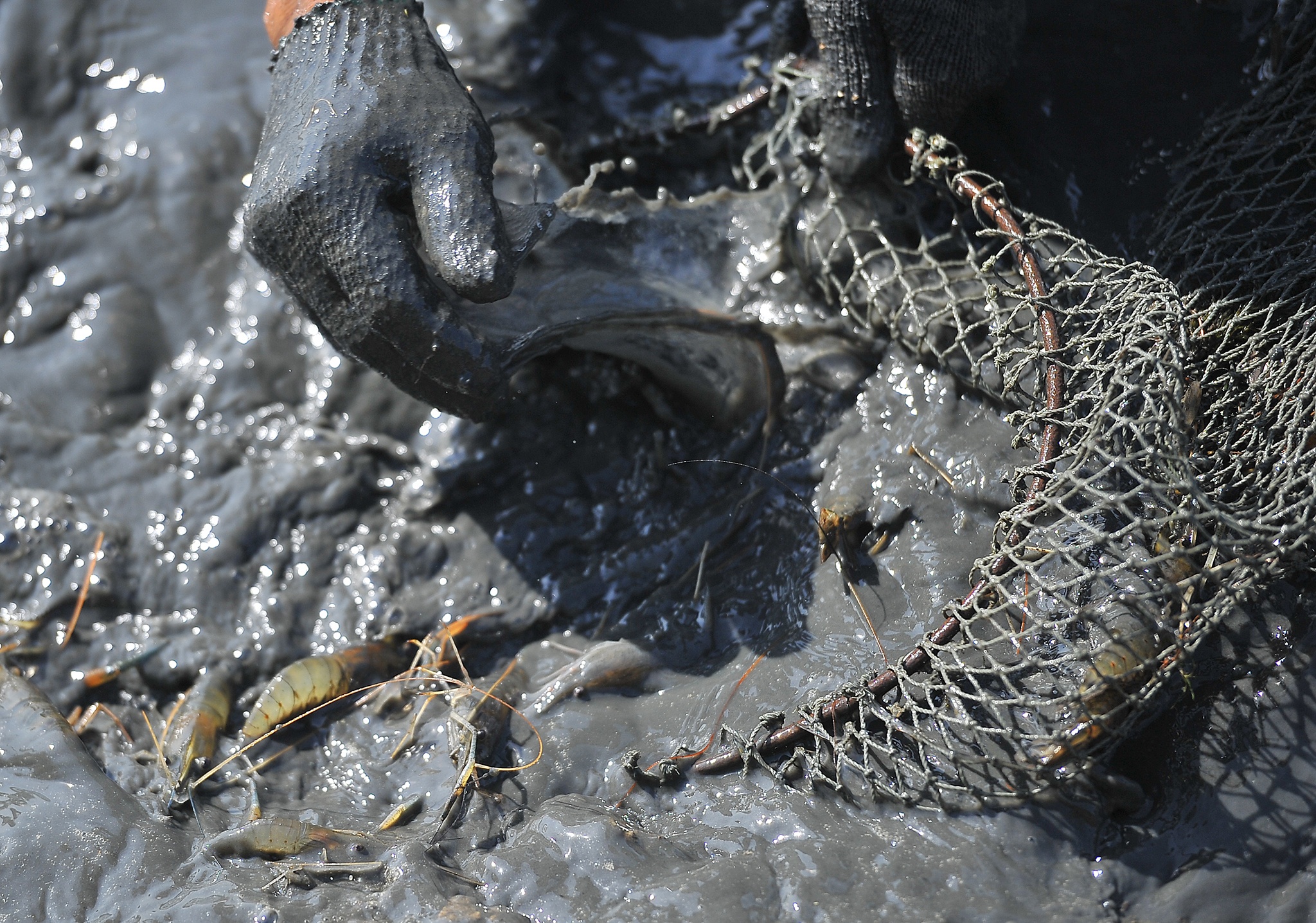 Nuoi tom mien Tay lai tram trieu,  thu hoach tom cang,  gia tom cang mien Tay anh 3