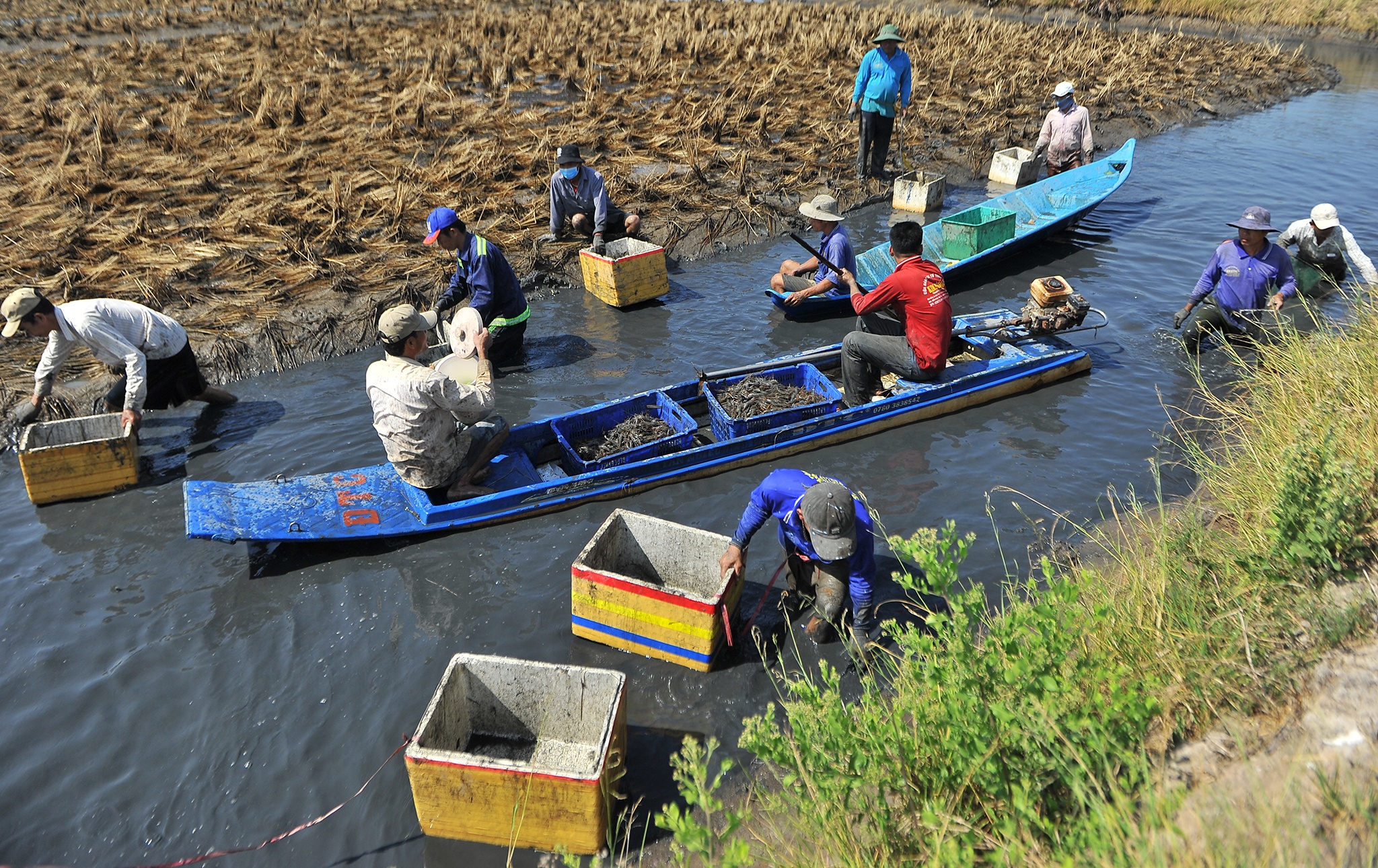 Nuoi tom mien Tay lai tram trieu,  thu hoach tom cang,  gia tom cang mien Tay anh 1