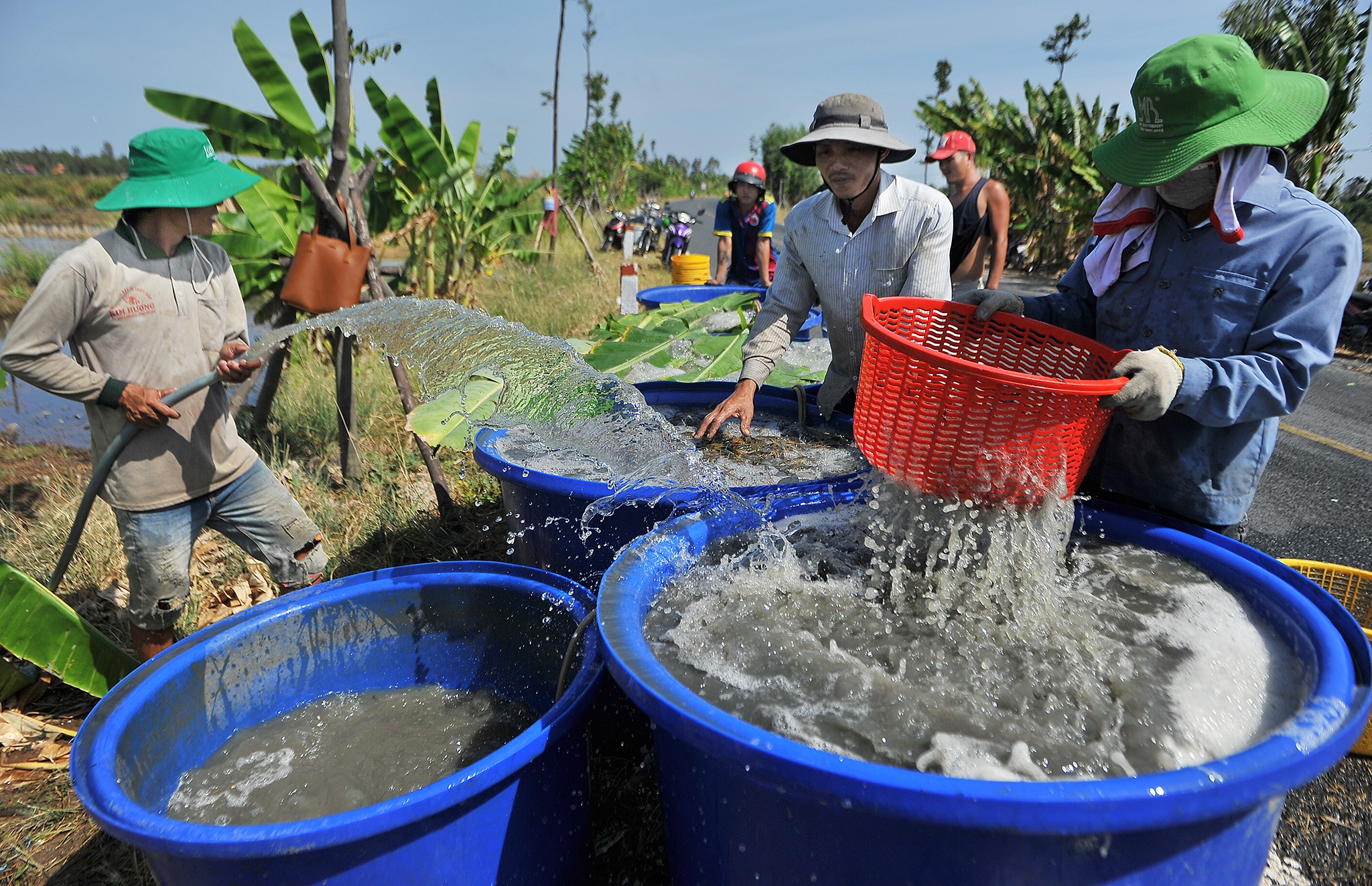Nuoi tom mien Tay lai tram trieu,  thu hoach tom cang,  gia tom cang mien Tay anh 7
