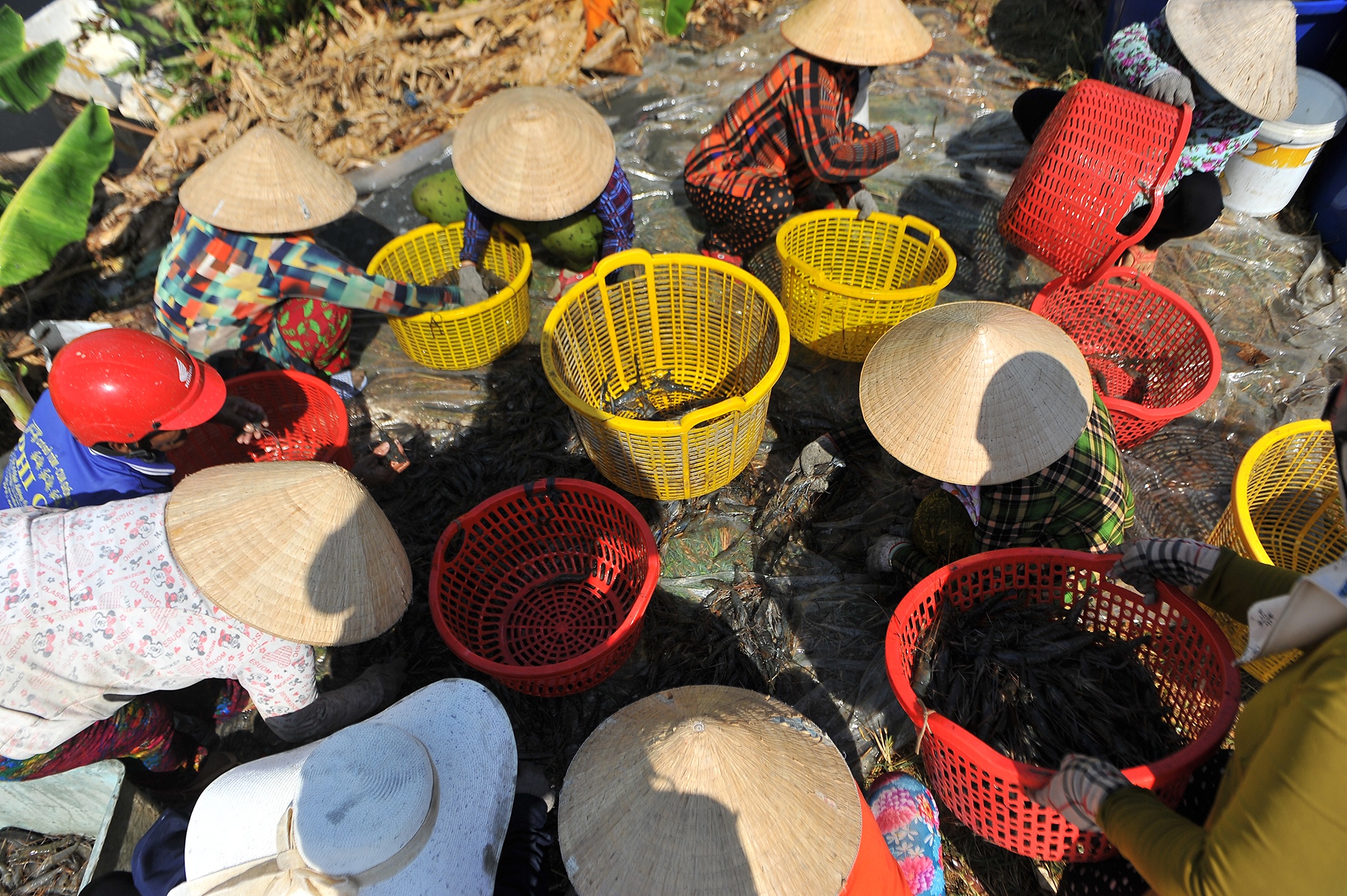 Nuoi tom mien Tay lai tram trieu,  thu hoach tom cang,  gia tom cang mien Tay anh 6