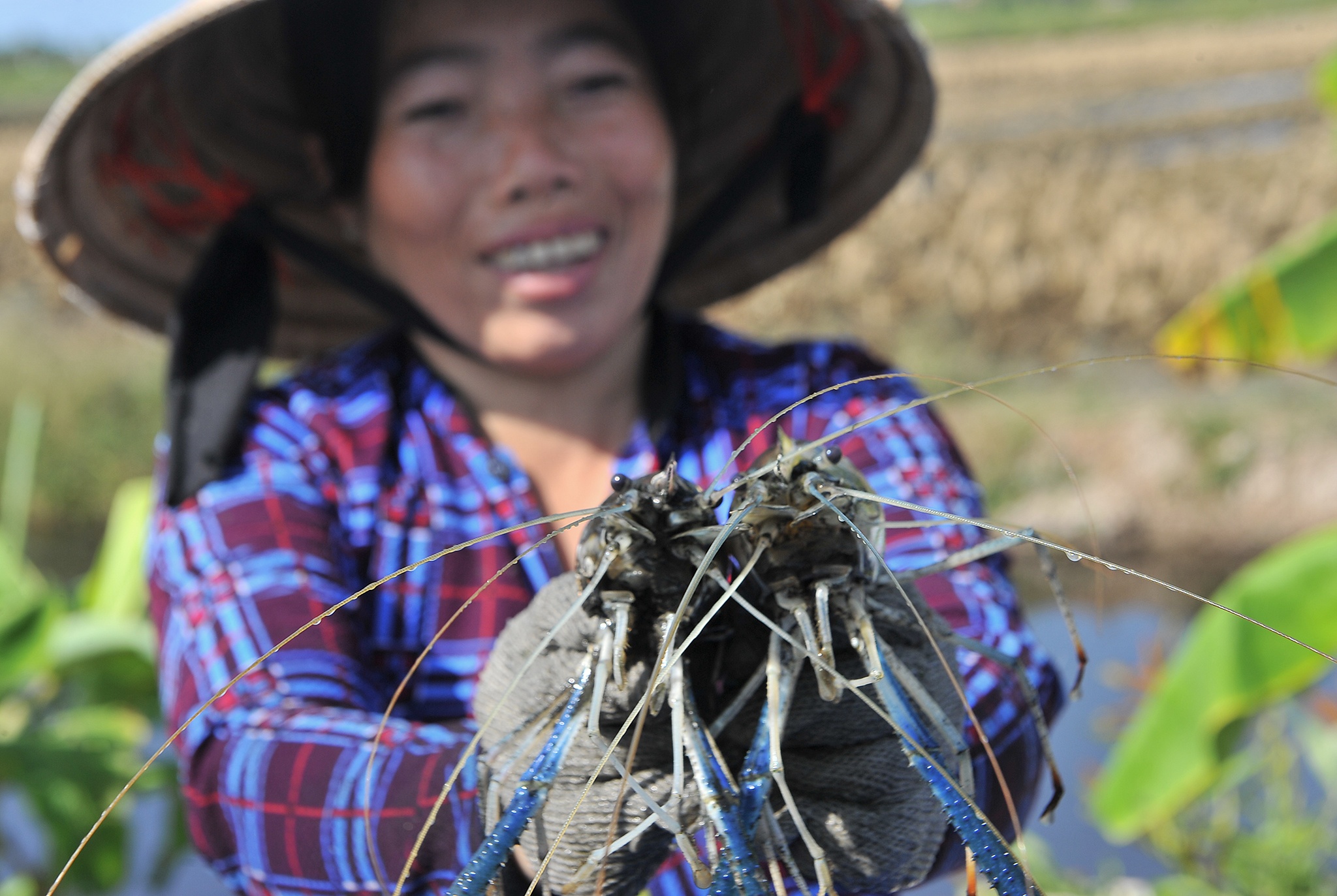 Nuoi tom cang xanh xen voi lua, nong dan mien Tay thu loi tram trieu hinh anh