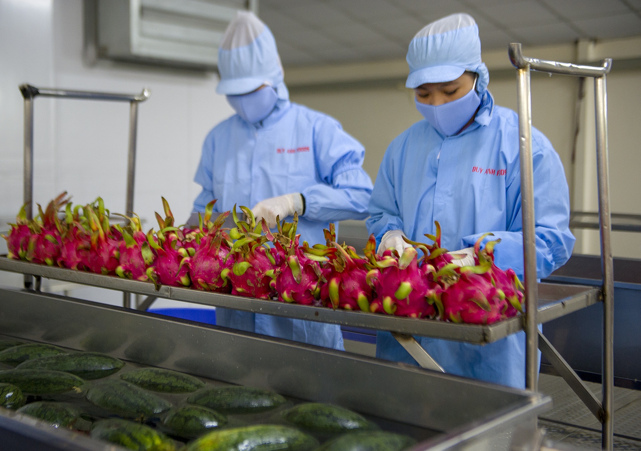 Bun dua hau,  banh trang thanh long xuat khau anh 6