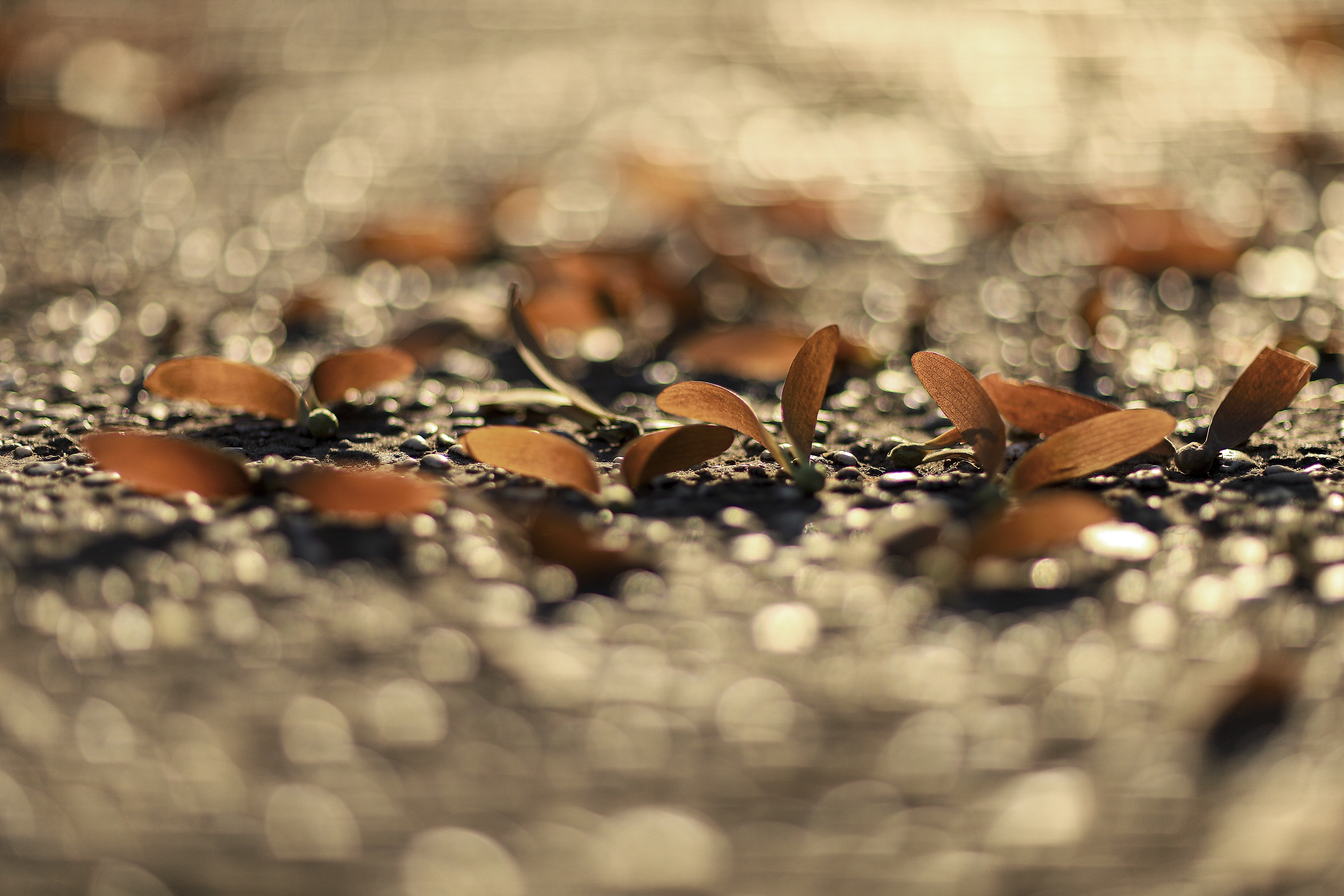 Hoa cho o Sai Gon anh 18