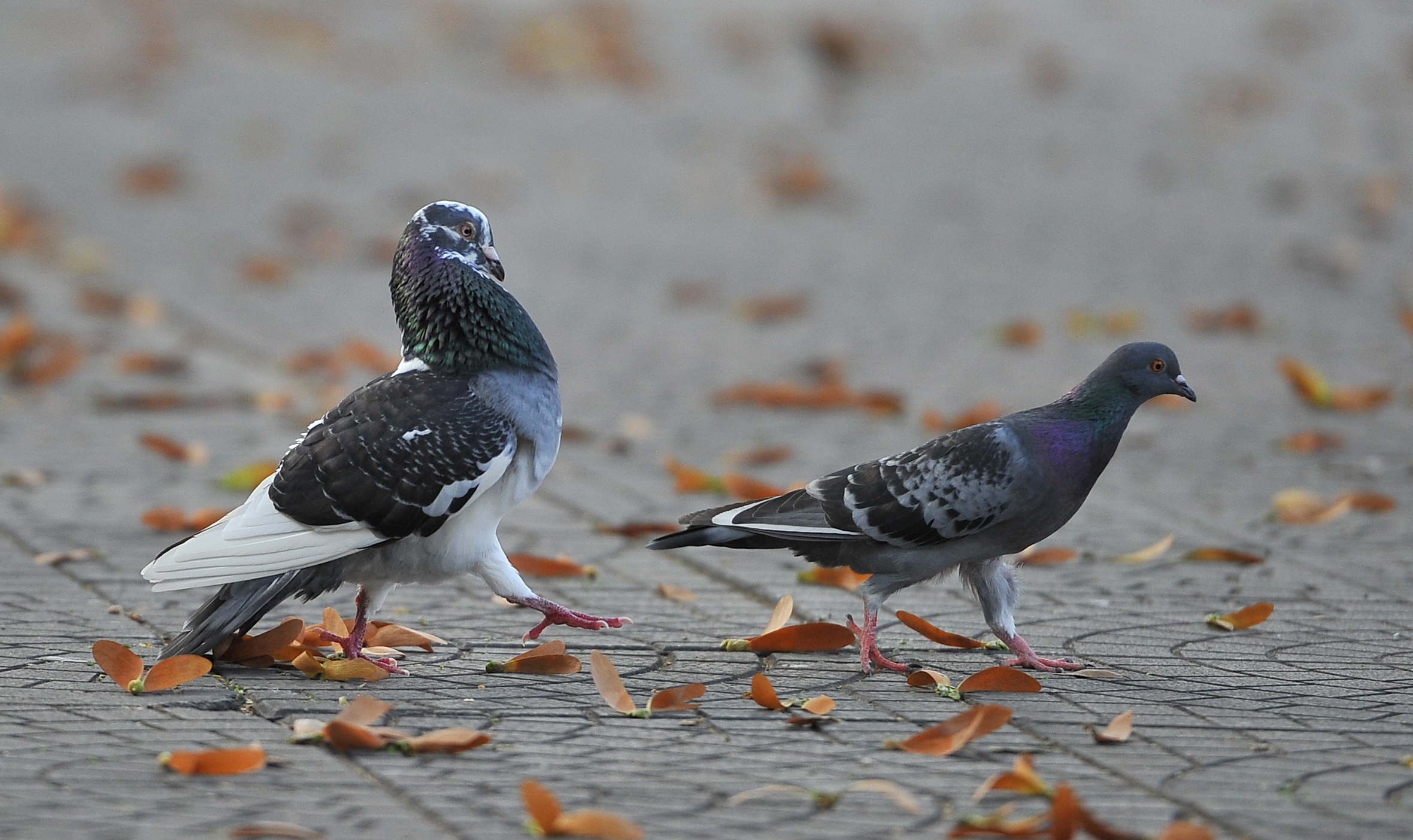 Hoa cho o Sai Gon anh 26