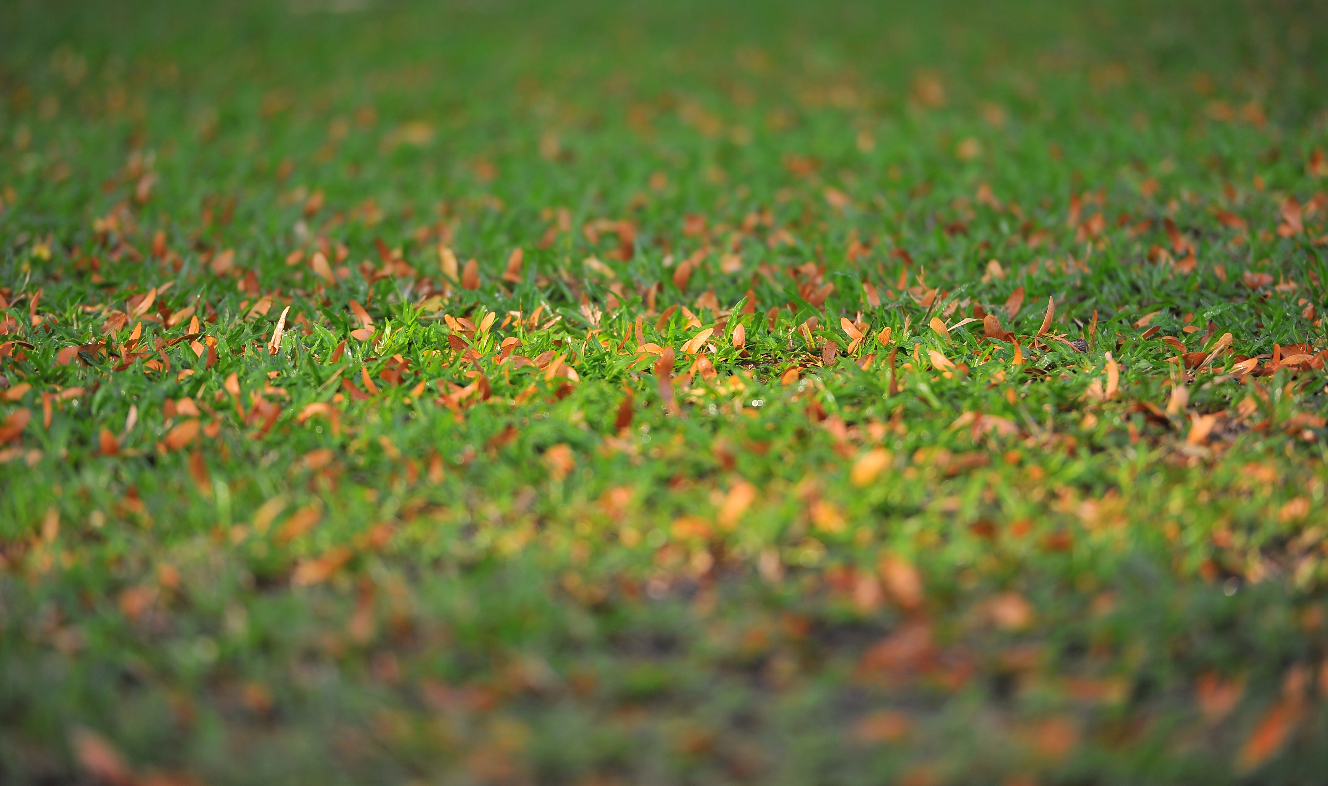 Hoa cho o Sai Gon anh 25