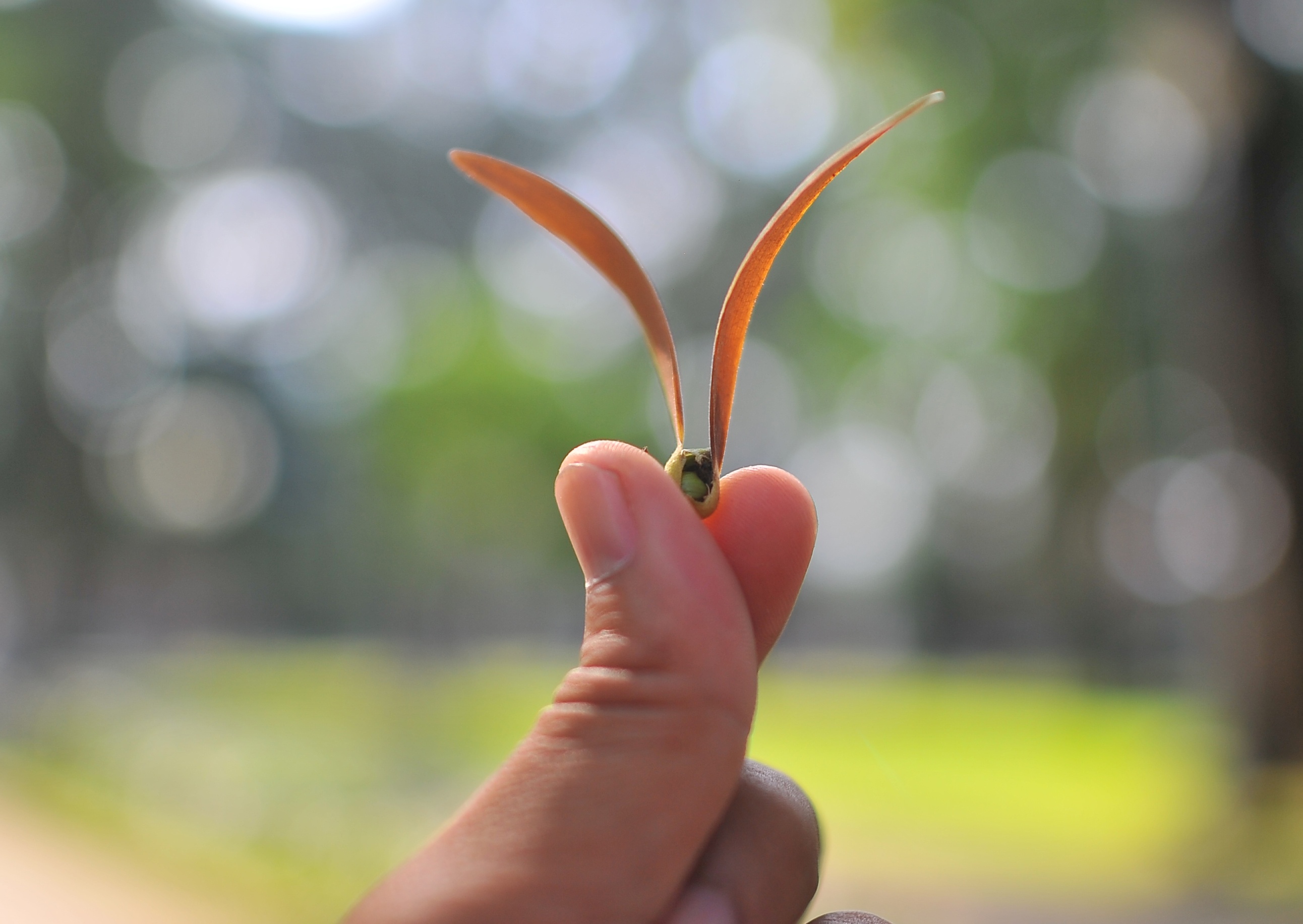 Hoa cho o Sai Gon anh 23