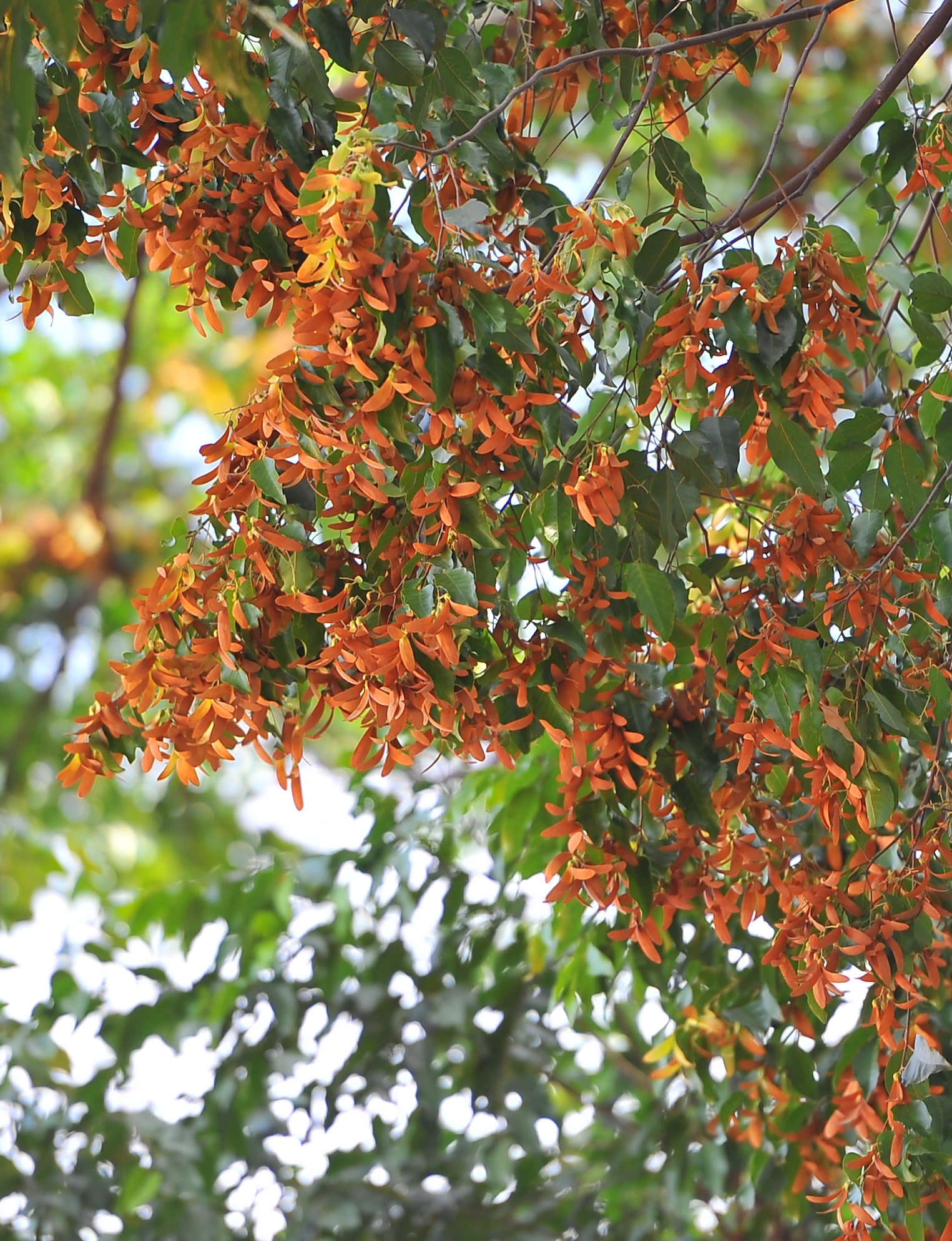 Hoa cho o Sai Gon anh 5