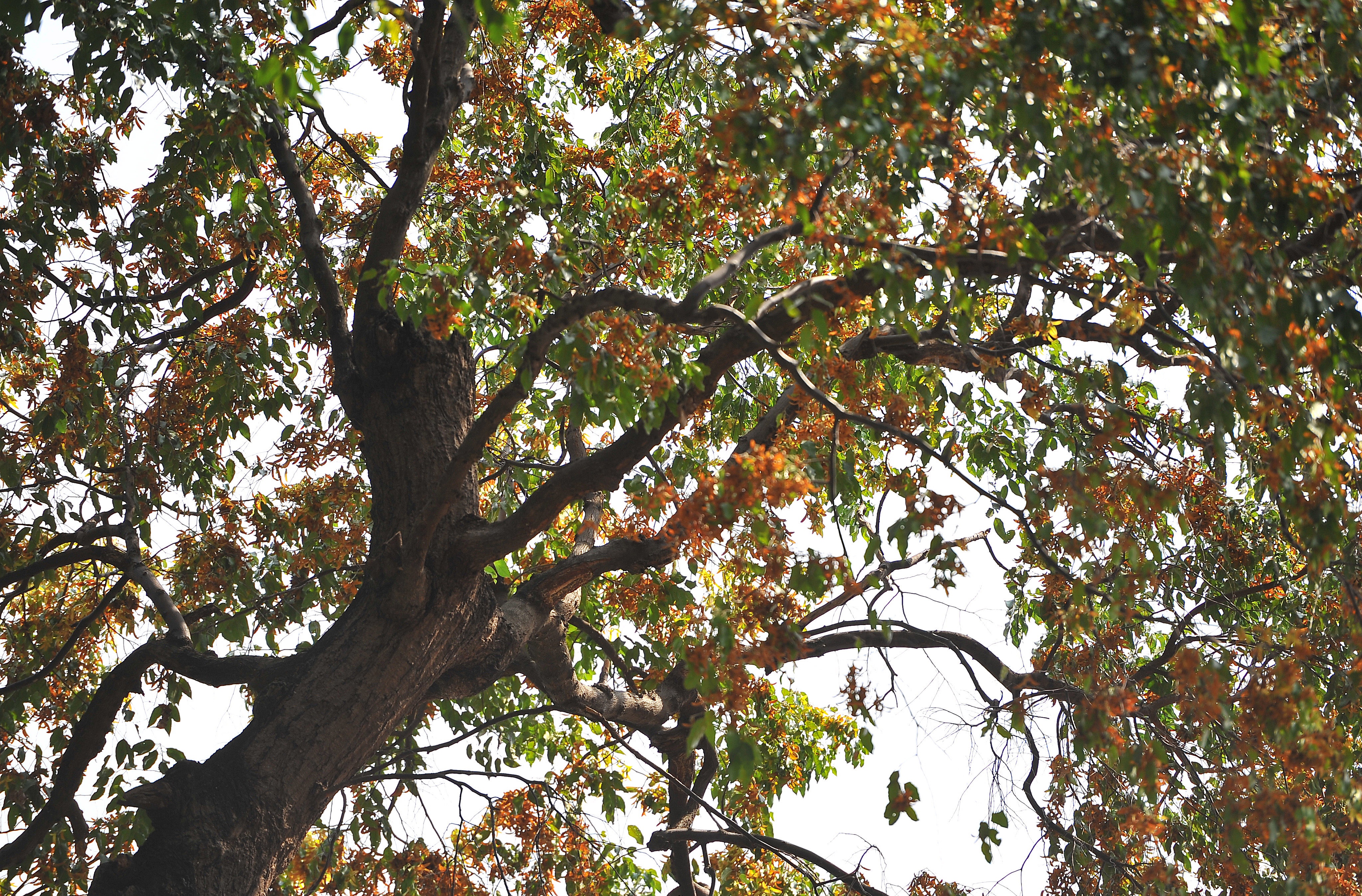 Hoa cho o Sai Gon anh 6