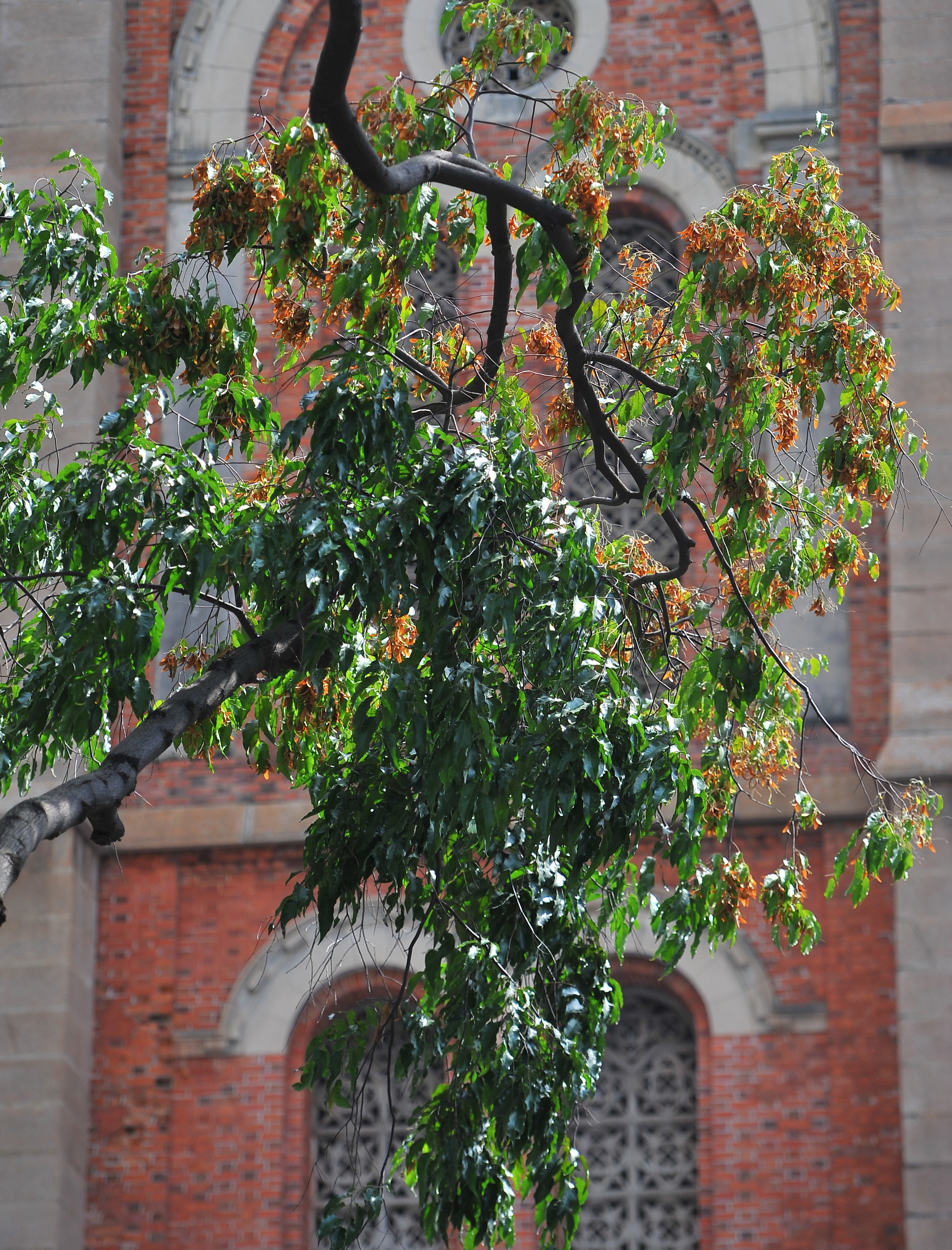 Hoa cho o Sai Gon anh 4