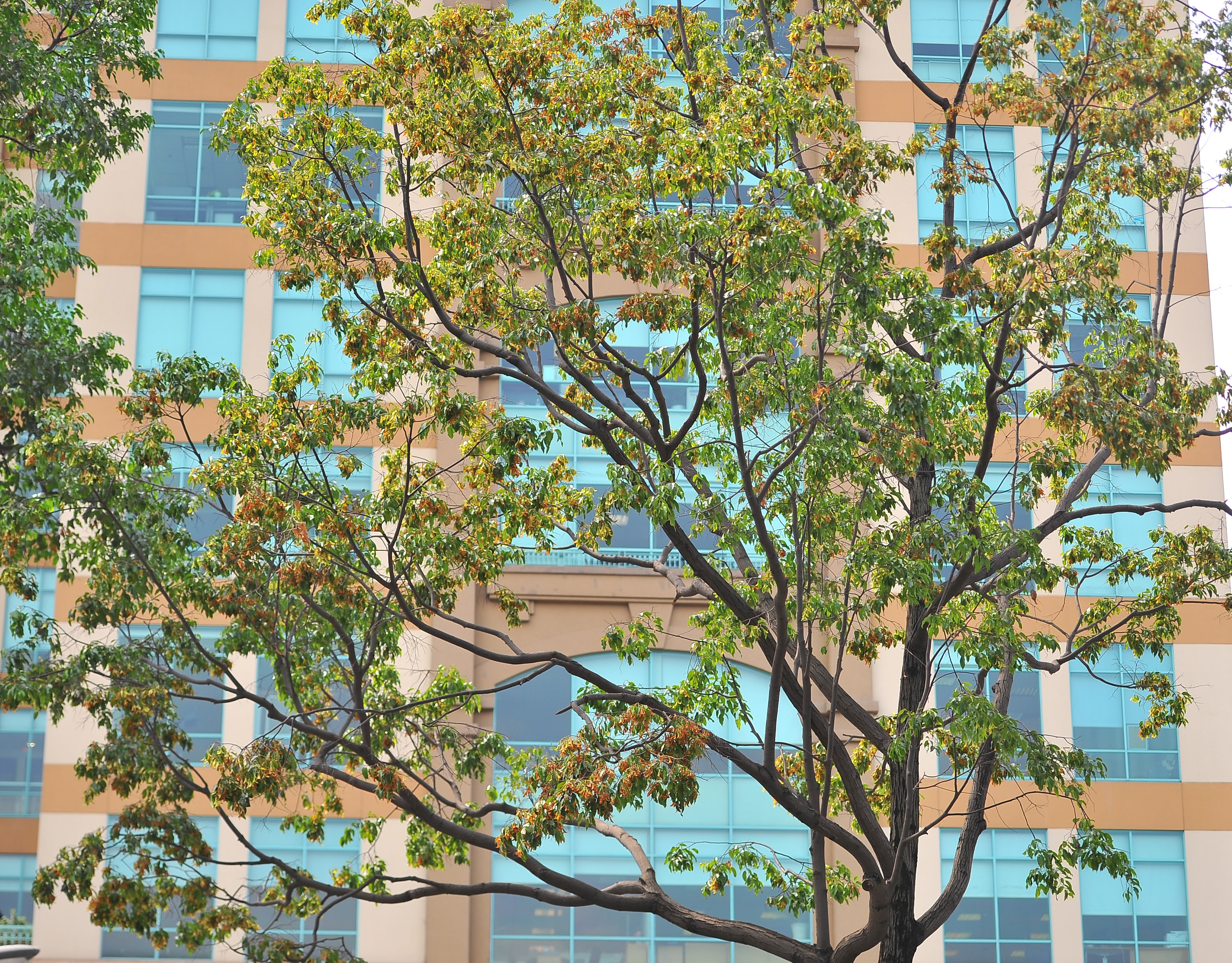 Hoa cho o Sai Gon anh 7