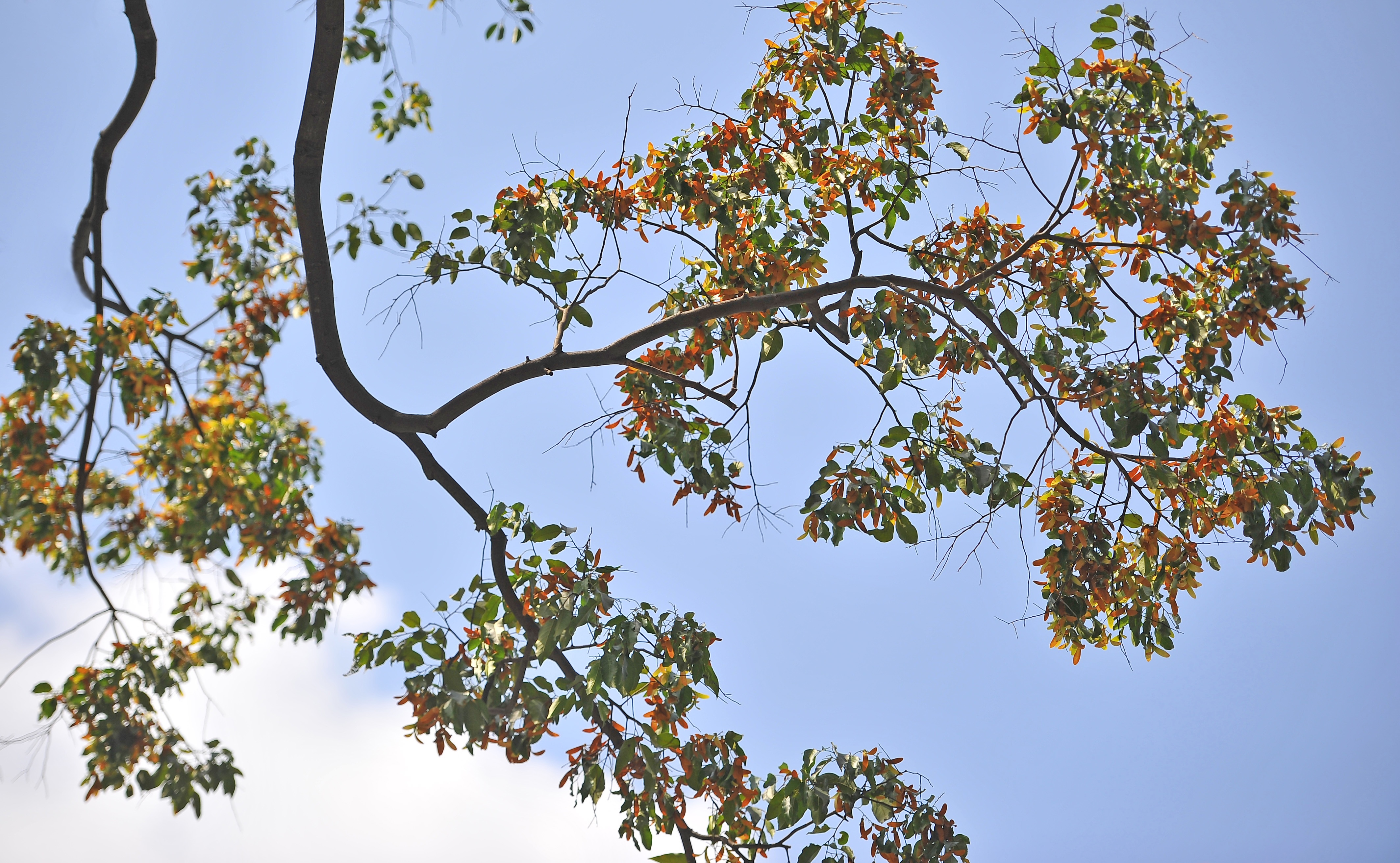 Hoa cho o Sai Gon anh 3